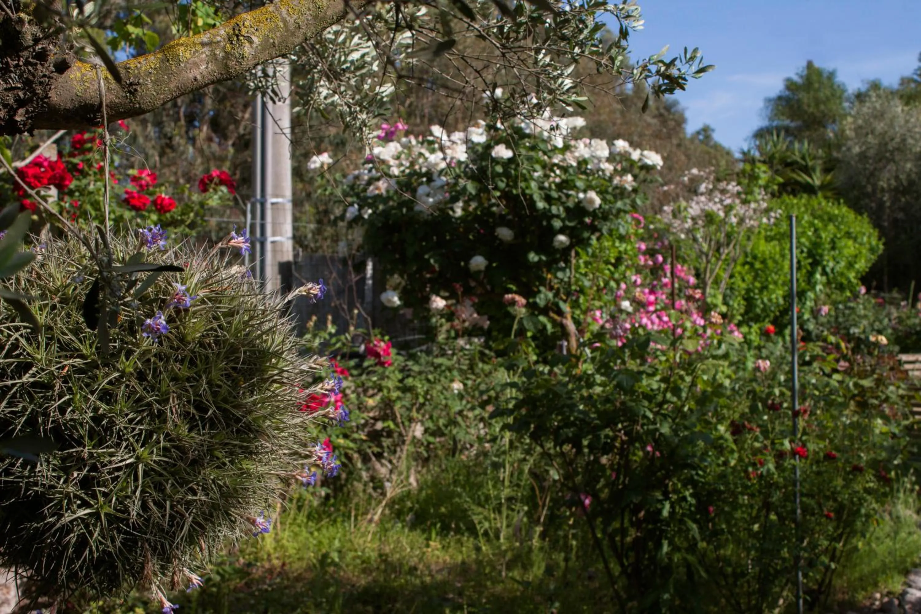 Garden view in Il Vecchioliveto di Ornella