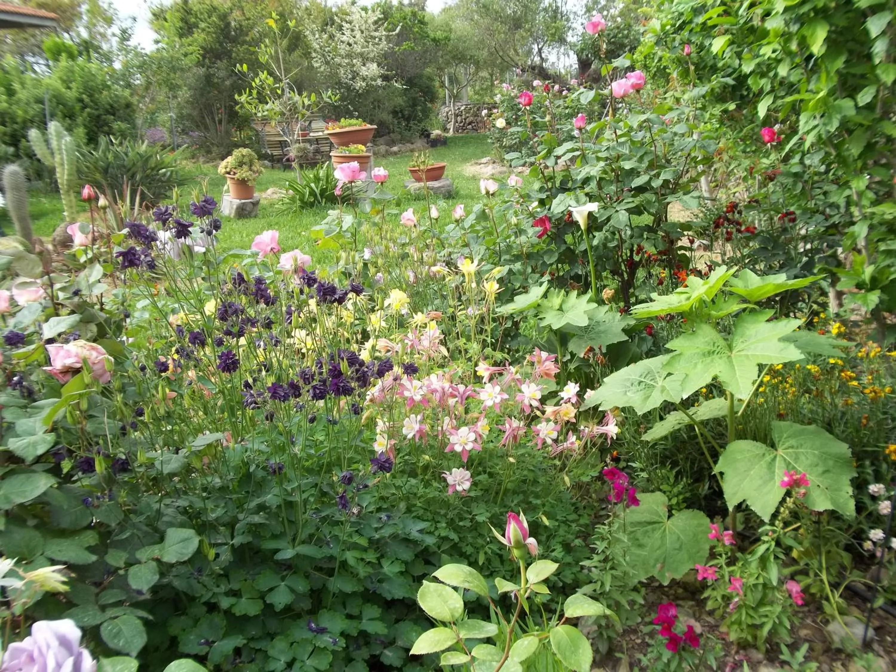 Garden in Il Vecchioliveto di Ornella