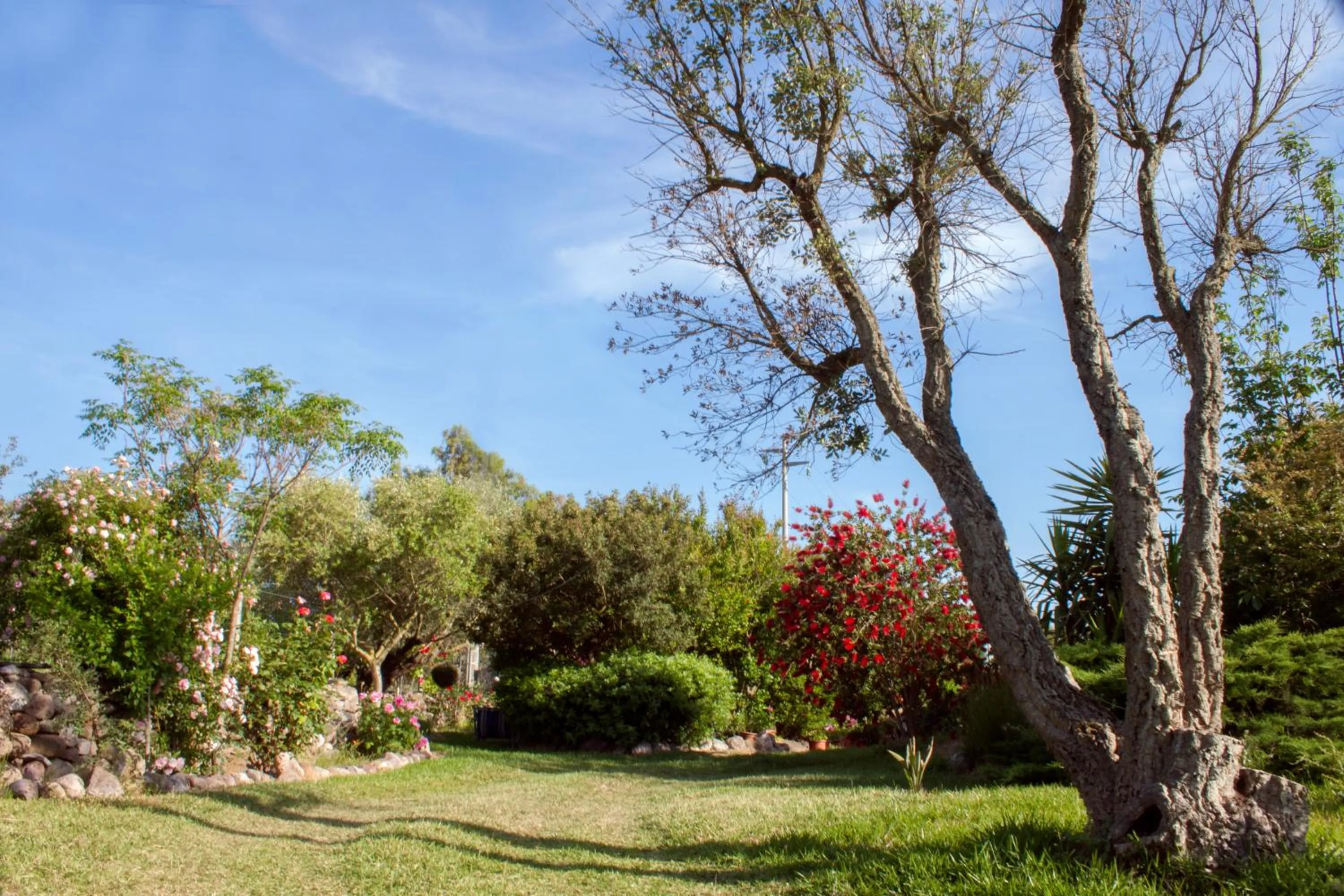 Garden view in Il Vecchioliveto di Ornella