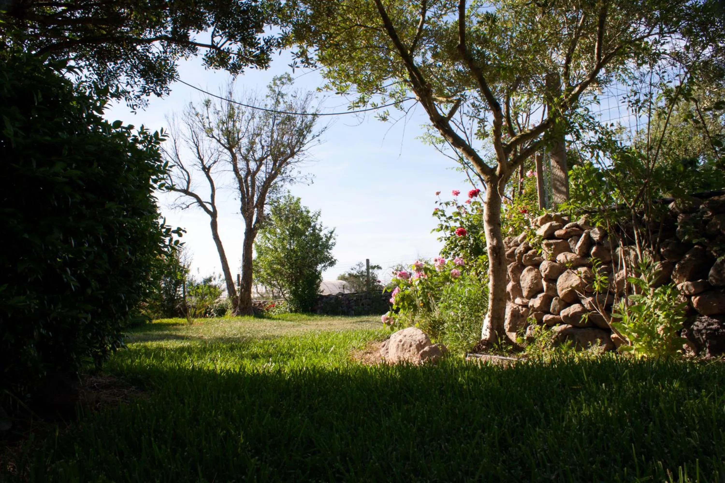Garden in Il Vecchioliveto di Ornella
