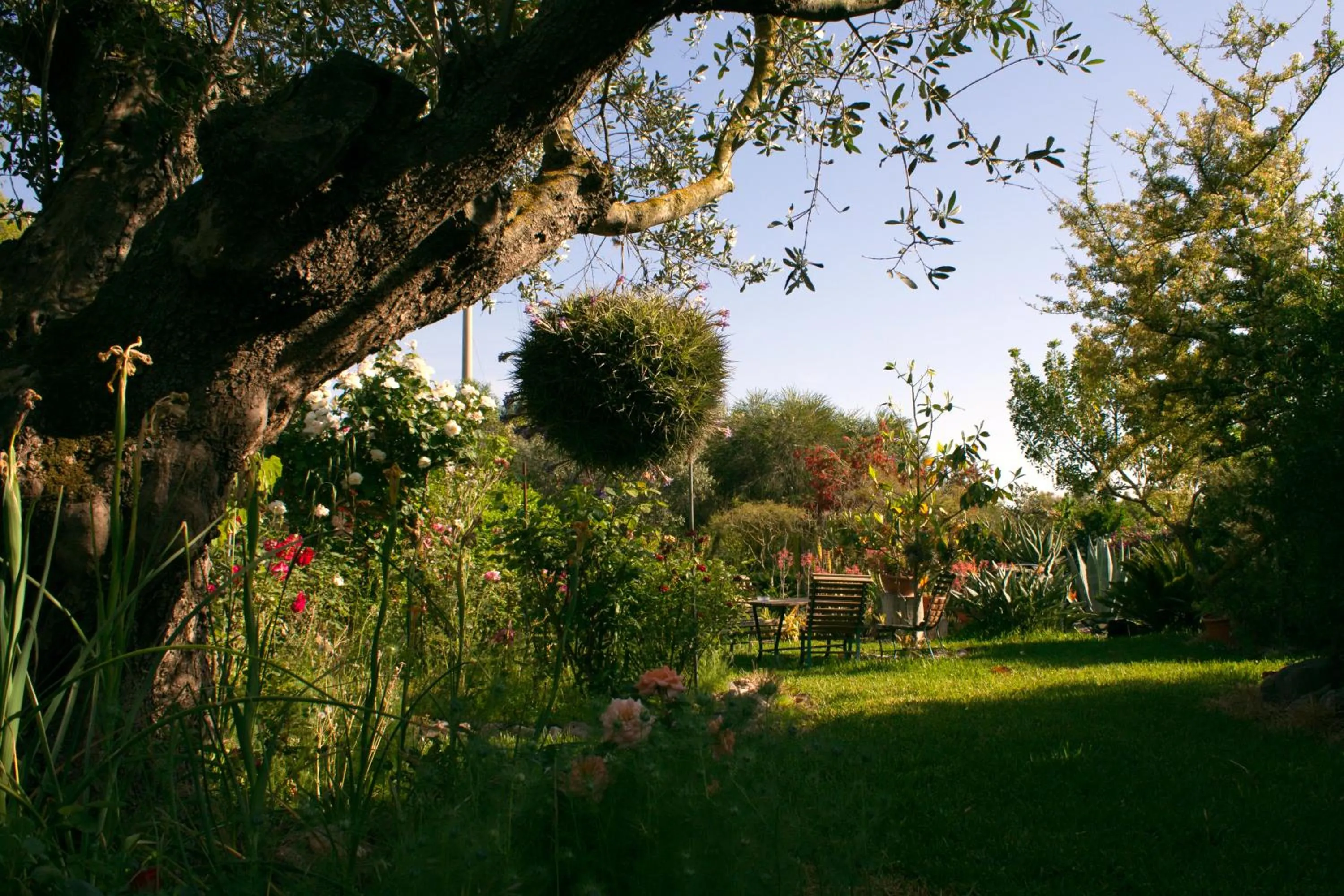 Garden view in Il Vecchioliveto di Ornella