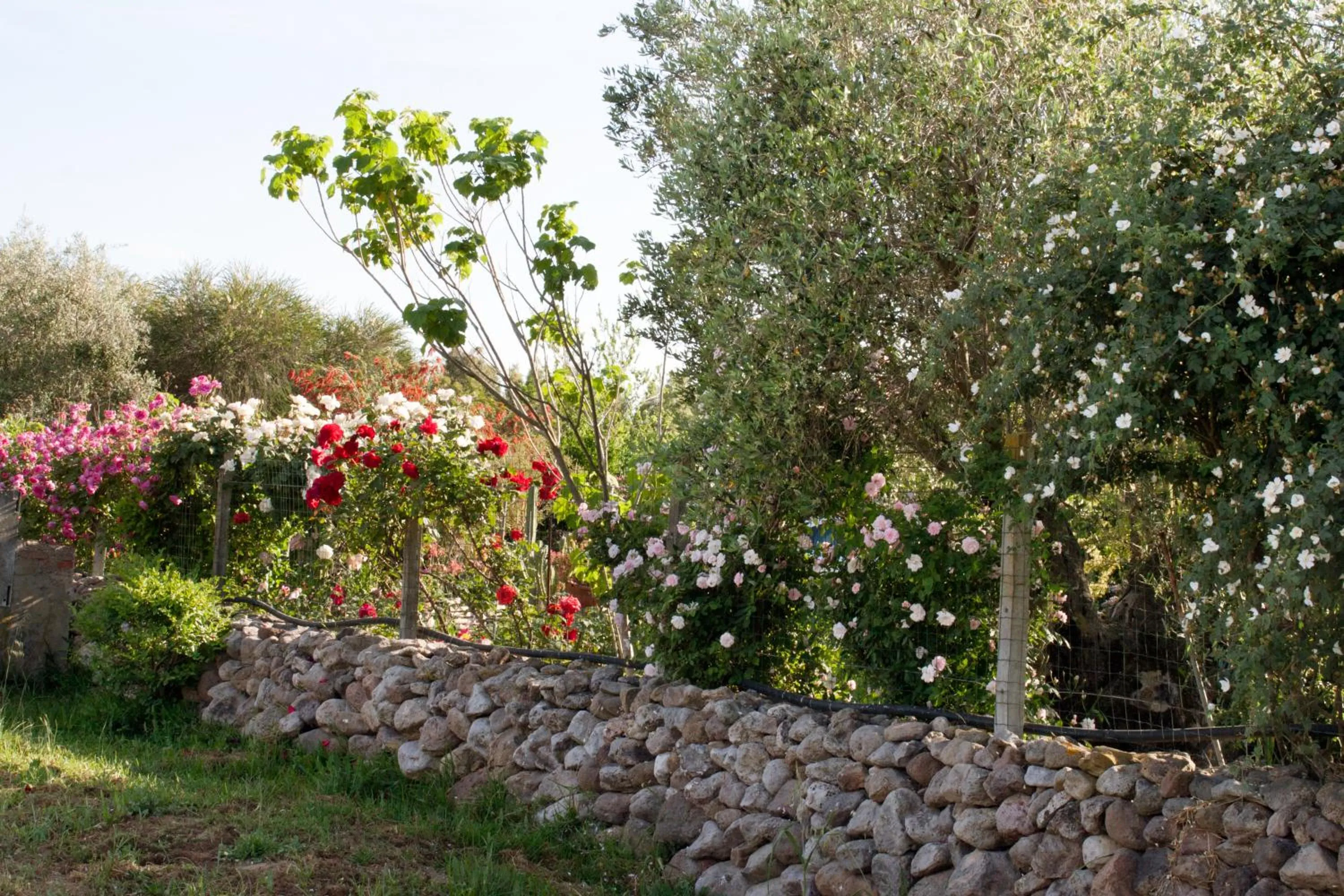 Garden in Il Vecchioliveto di Ornella