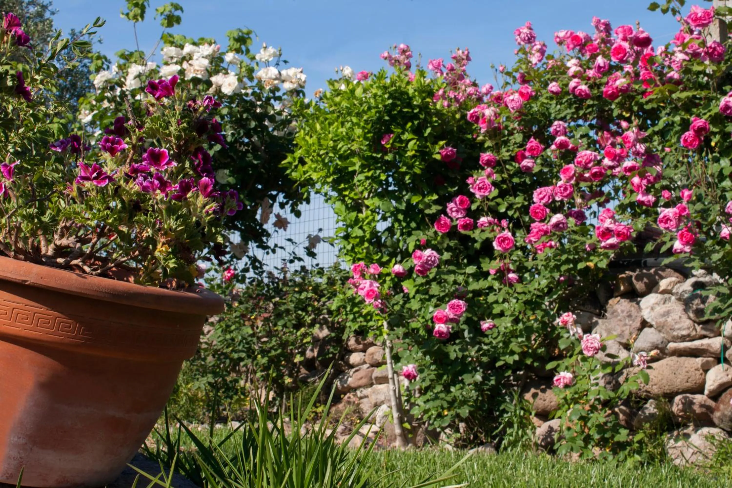 Garden in Il Vecchioliveto di Ornella
