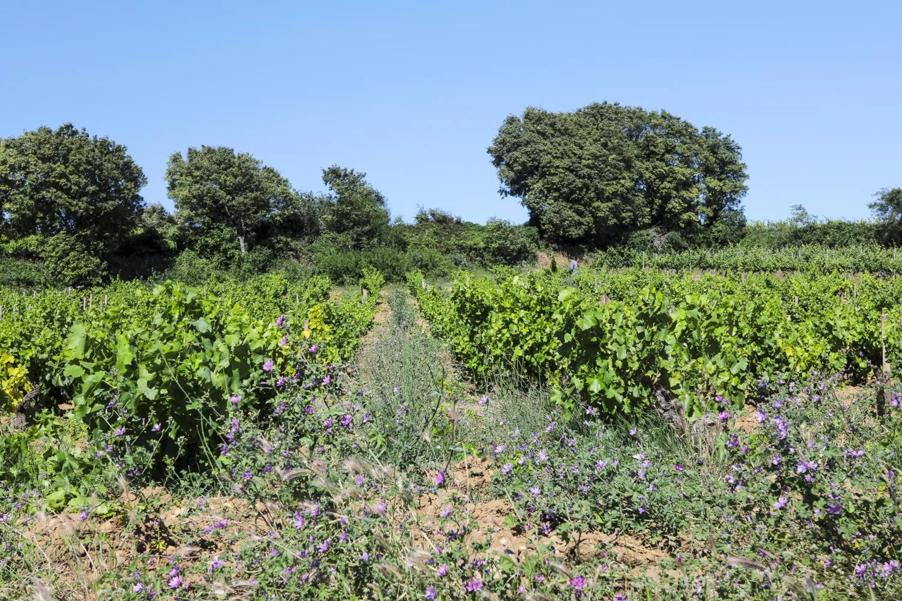 Activities in Logis Hôtel La Sommellerie