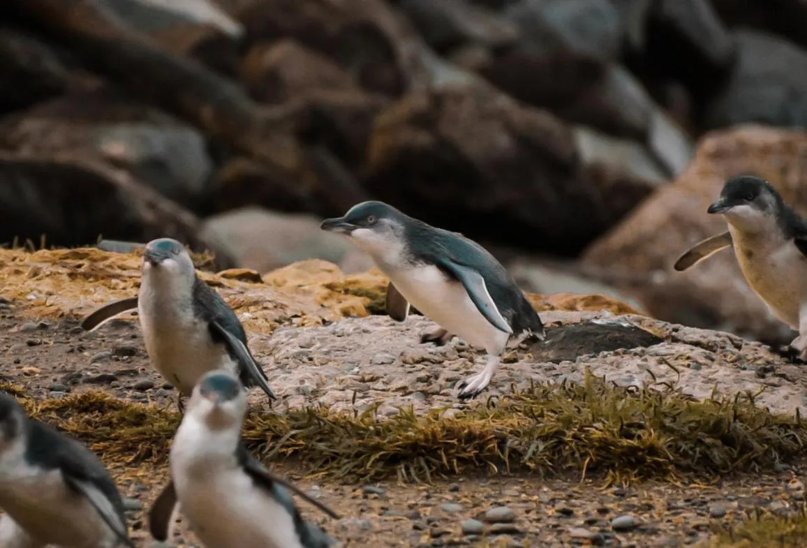 Nearby landmark in The Vicarage Boutique Bed and Breakfast Oamaru