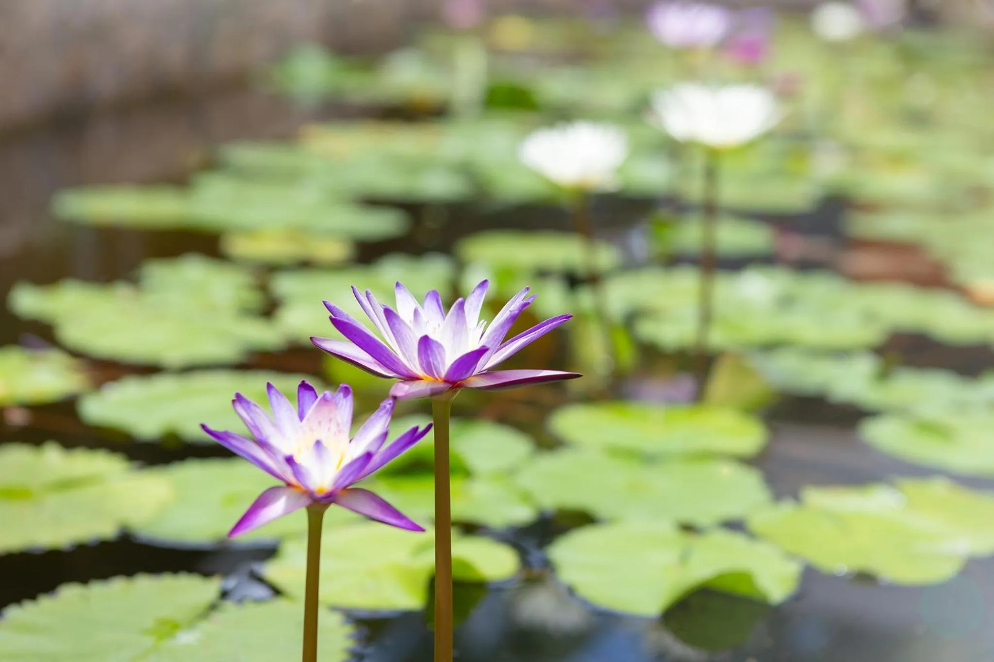 Garden in Lady Naya Villas - SHA Extra Plus