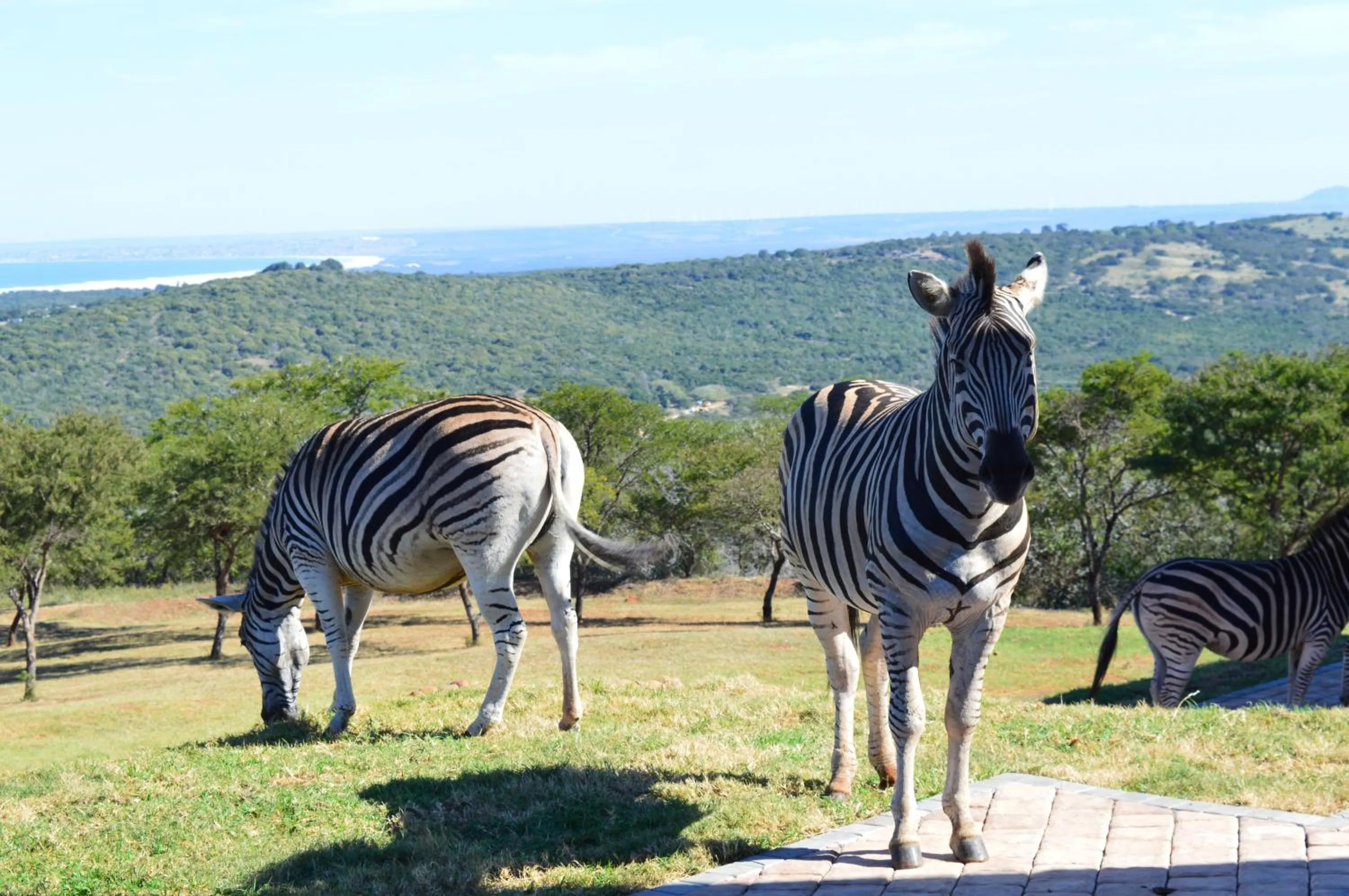 Pets in Jbay Zebra Lodge