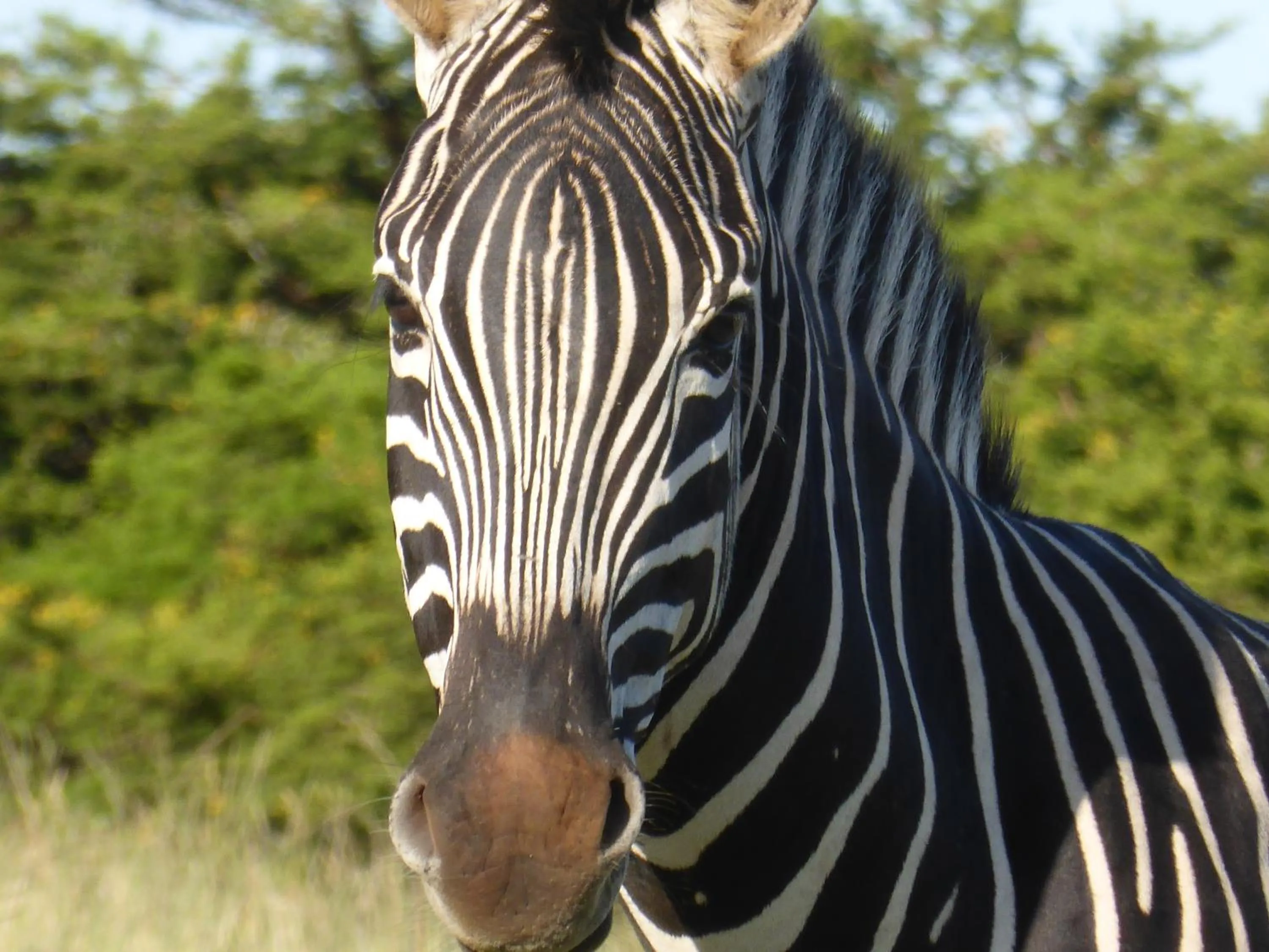 Animals in Jbay Zebra Lodge