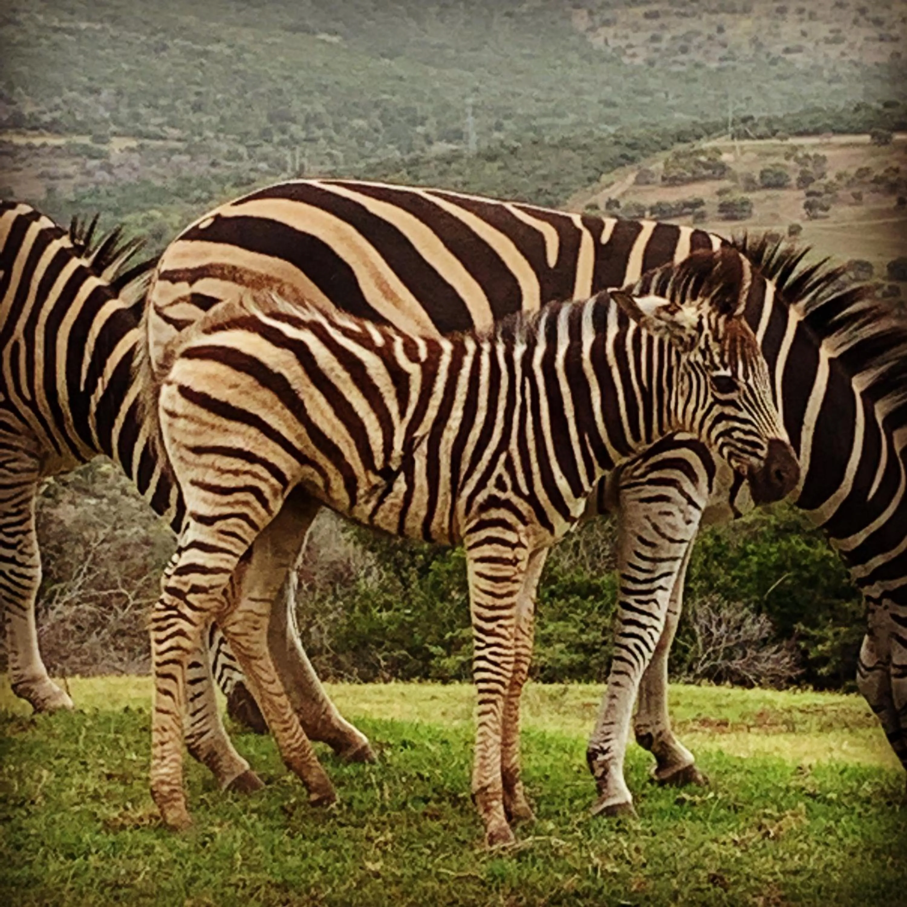 Animals in Jbay Zebra Lodge