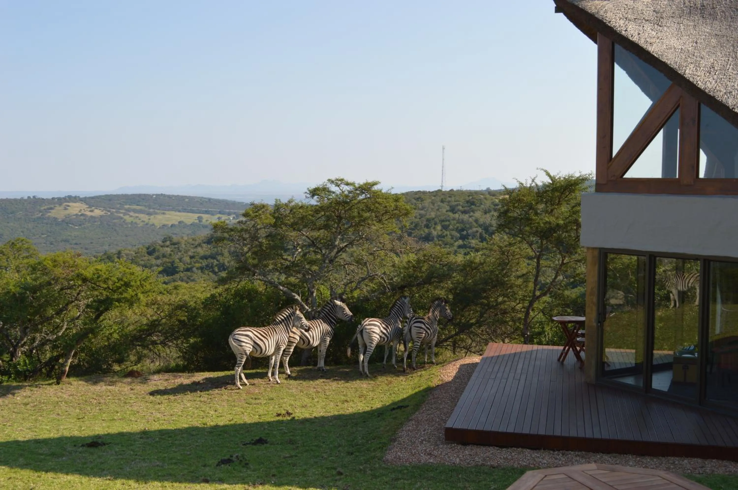Animals in Jbay Zebra Lodge