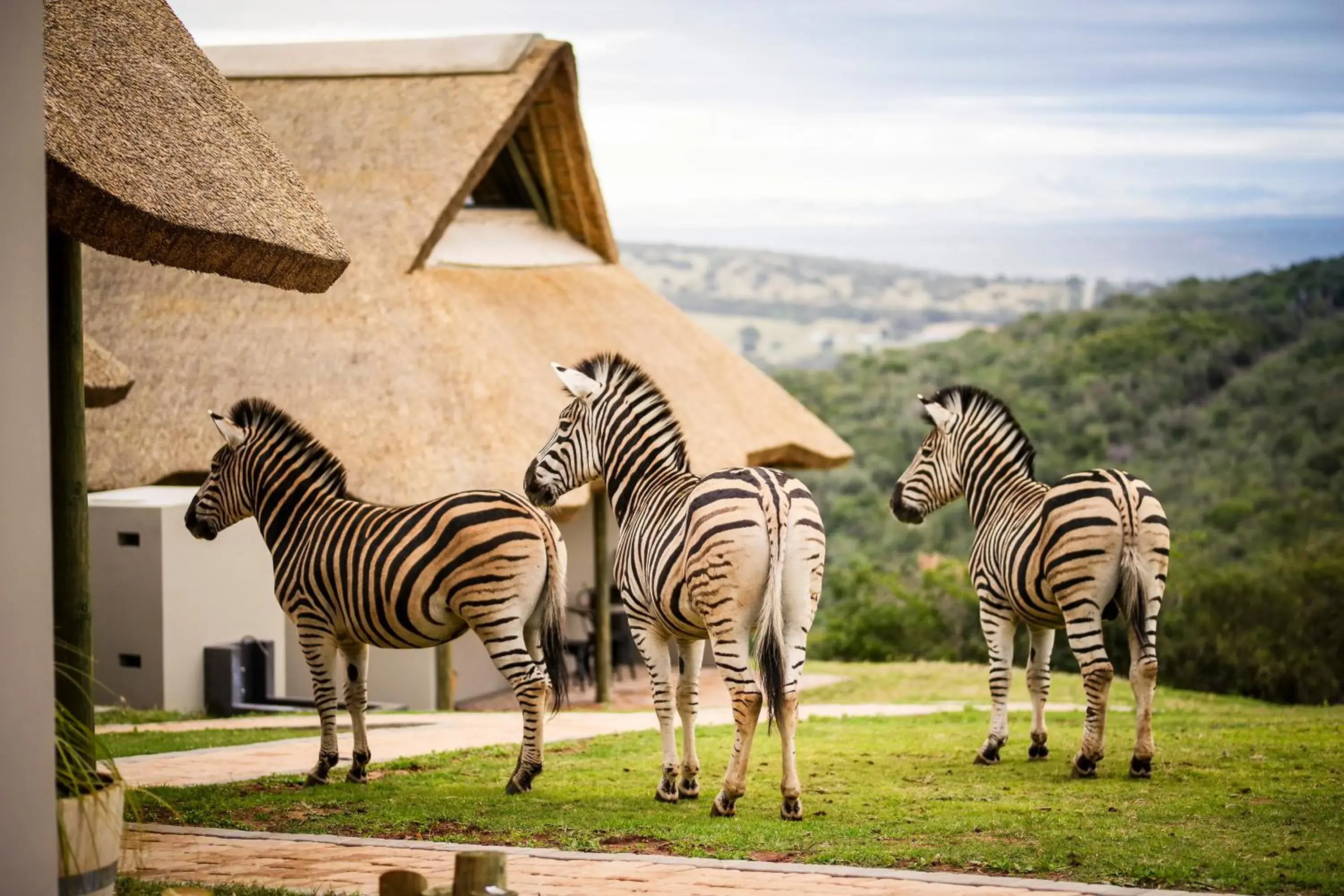 Jbay Zebra Lodge Jbay Zebra Lodge