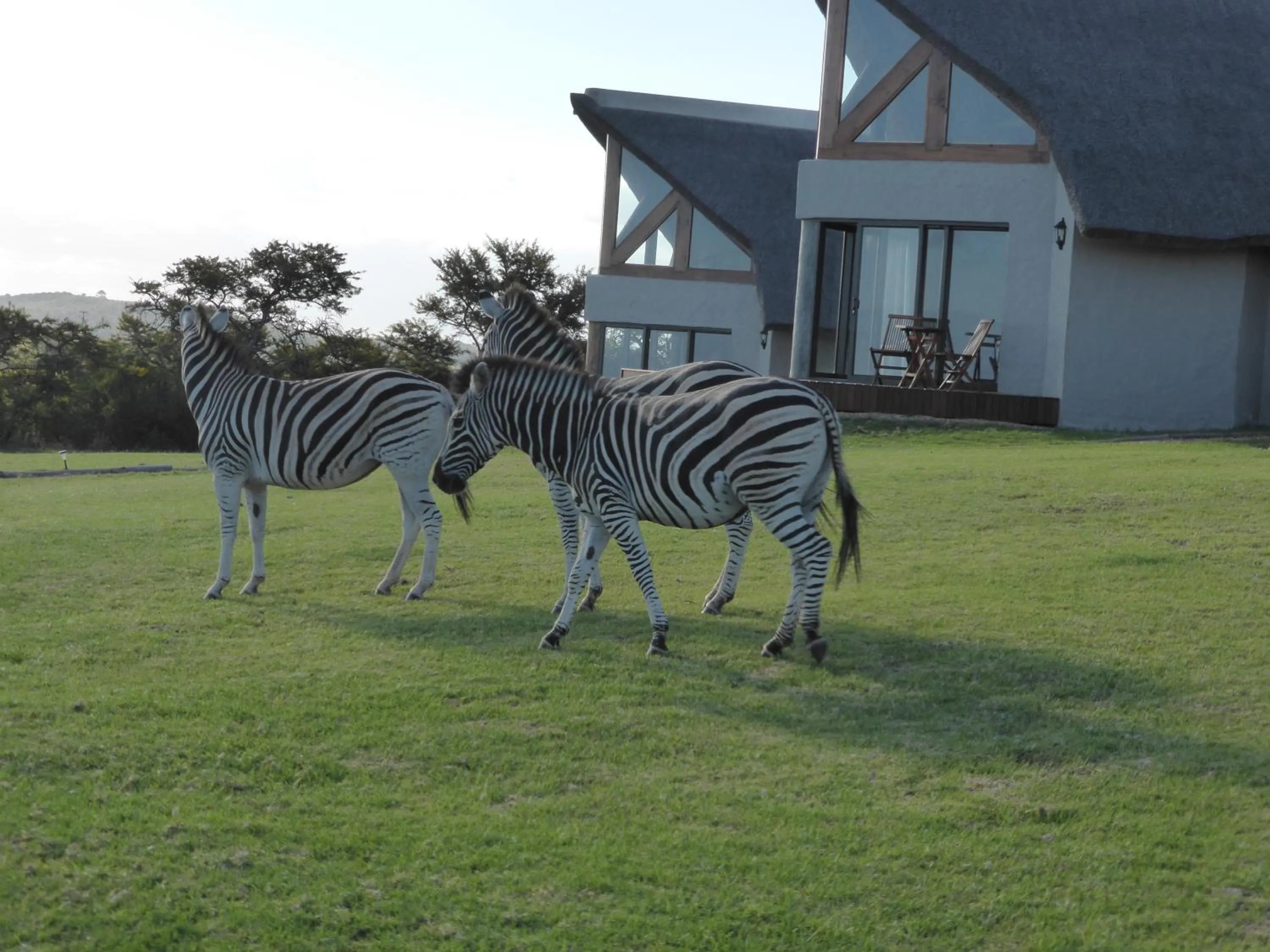 Garden in Jbay Zebra Lodge