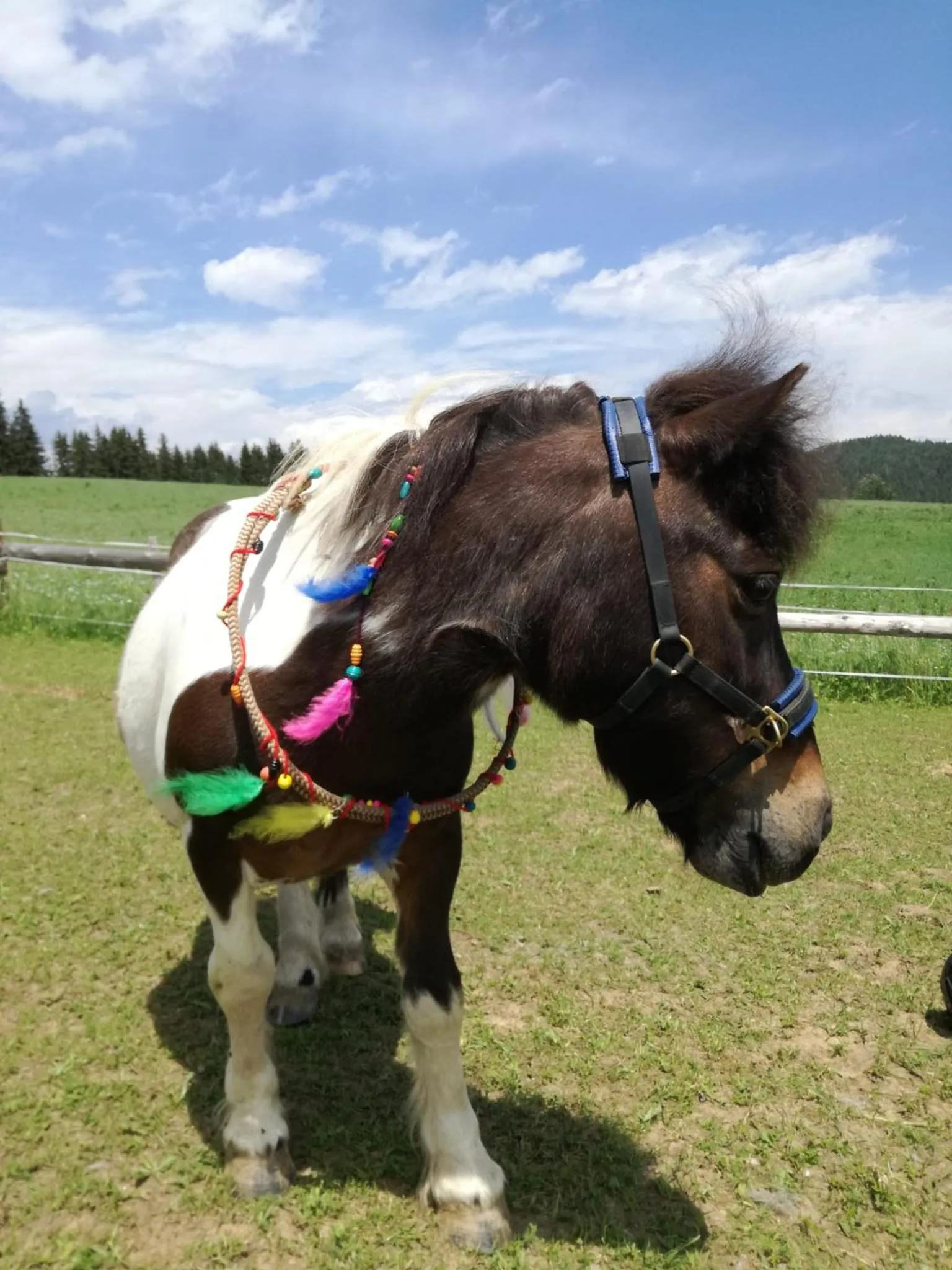 Horse-riding in Gasthof Zum Kramer