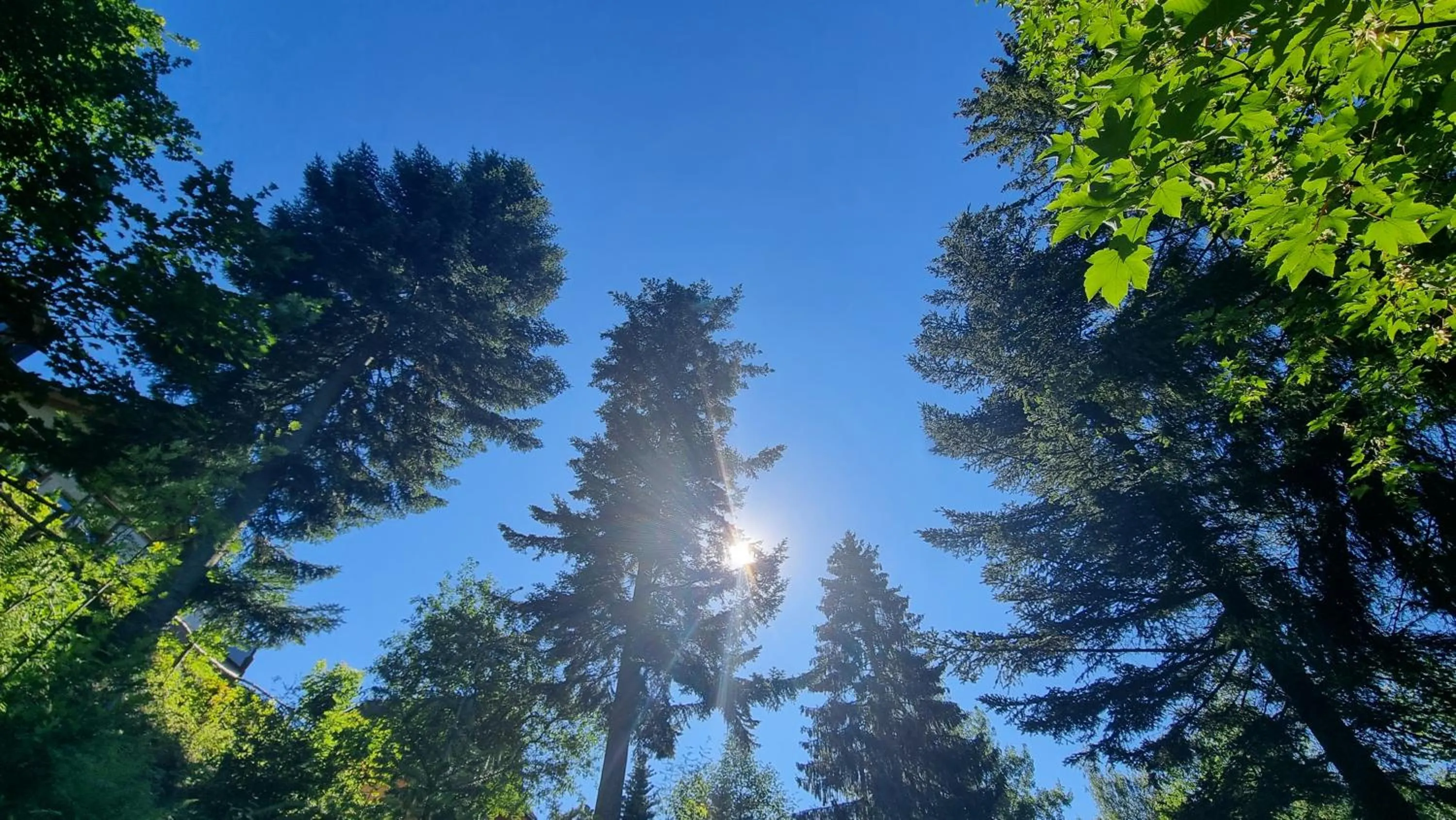 Garden in Rezydencja Barrettski