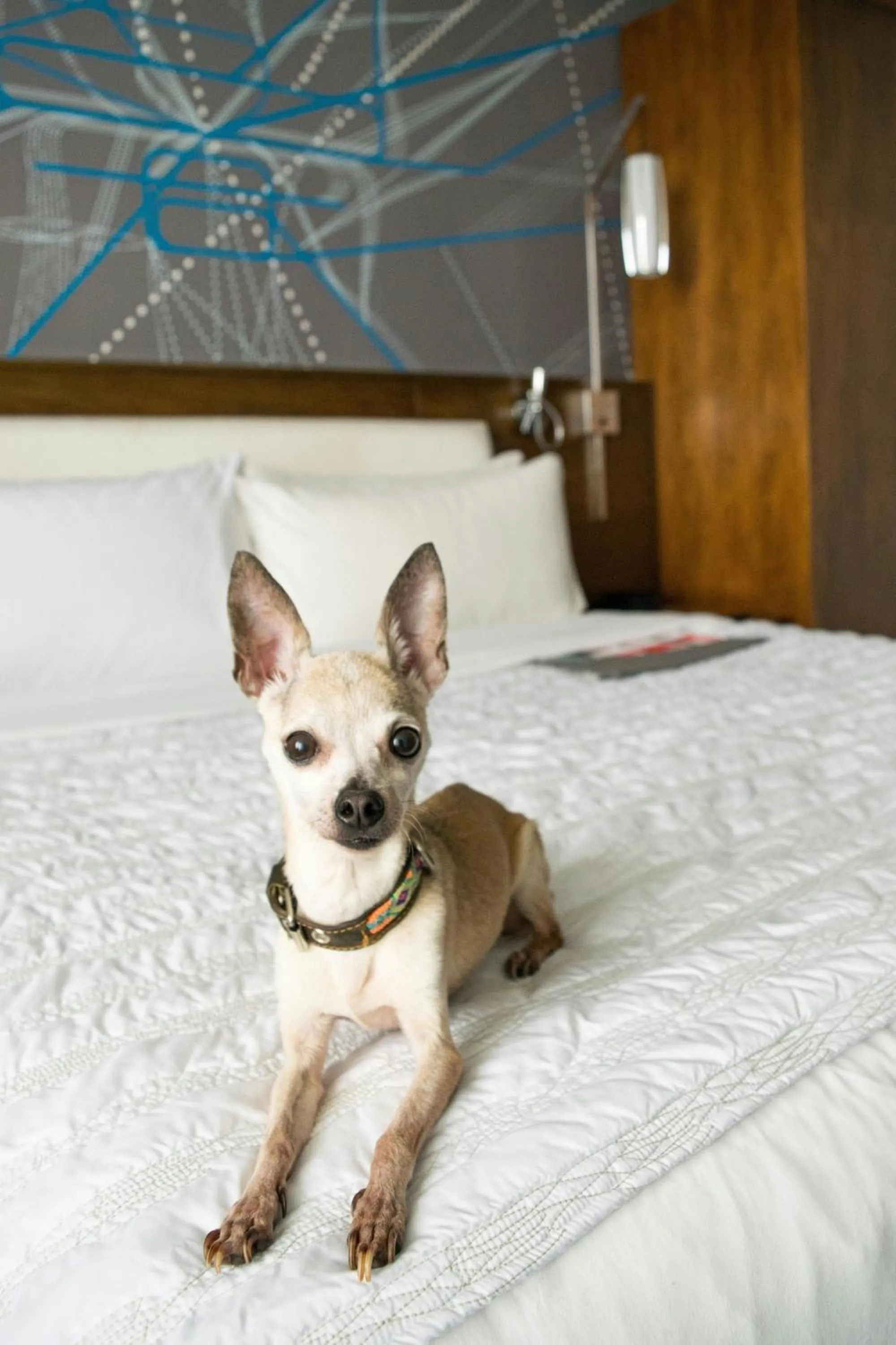 Other, Bed in Le Meridien Atlanta Perimeter