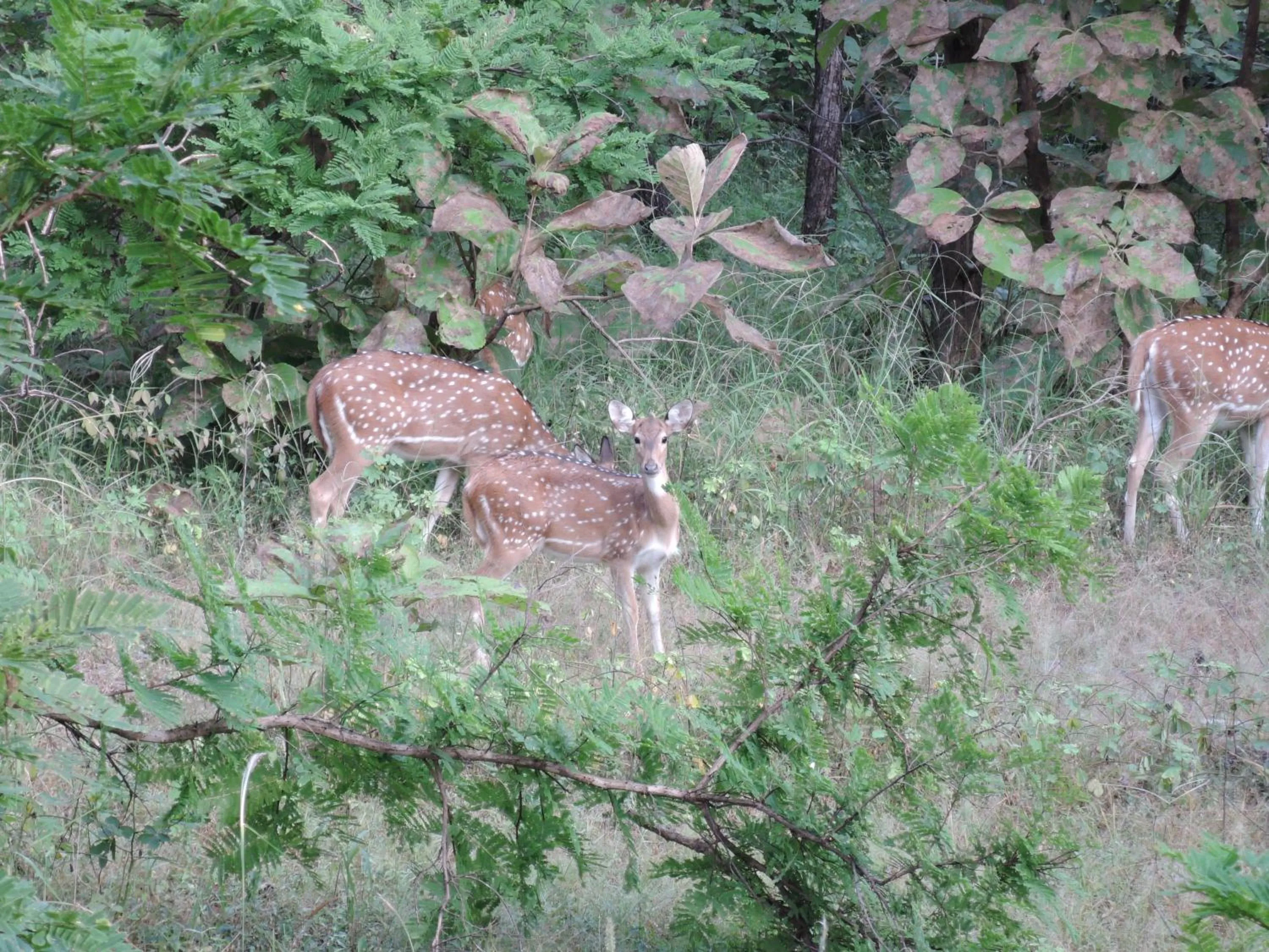 Entertainment in Hotel isabel Palace