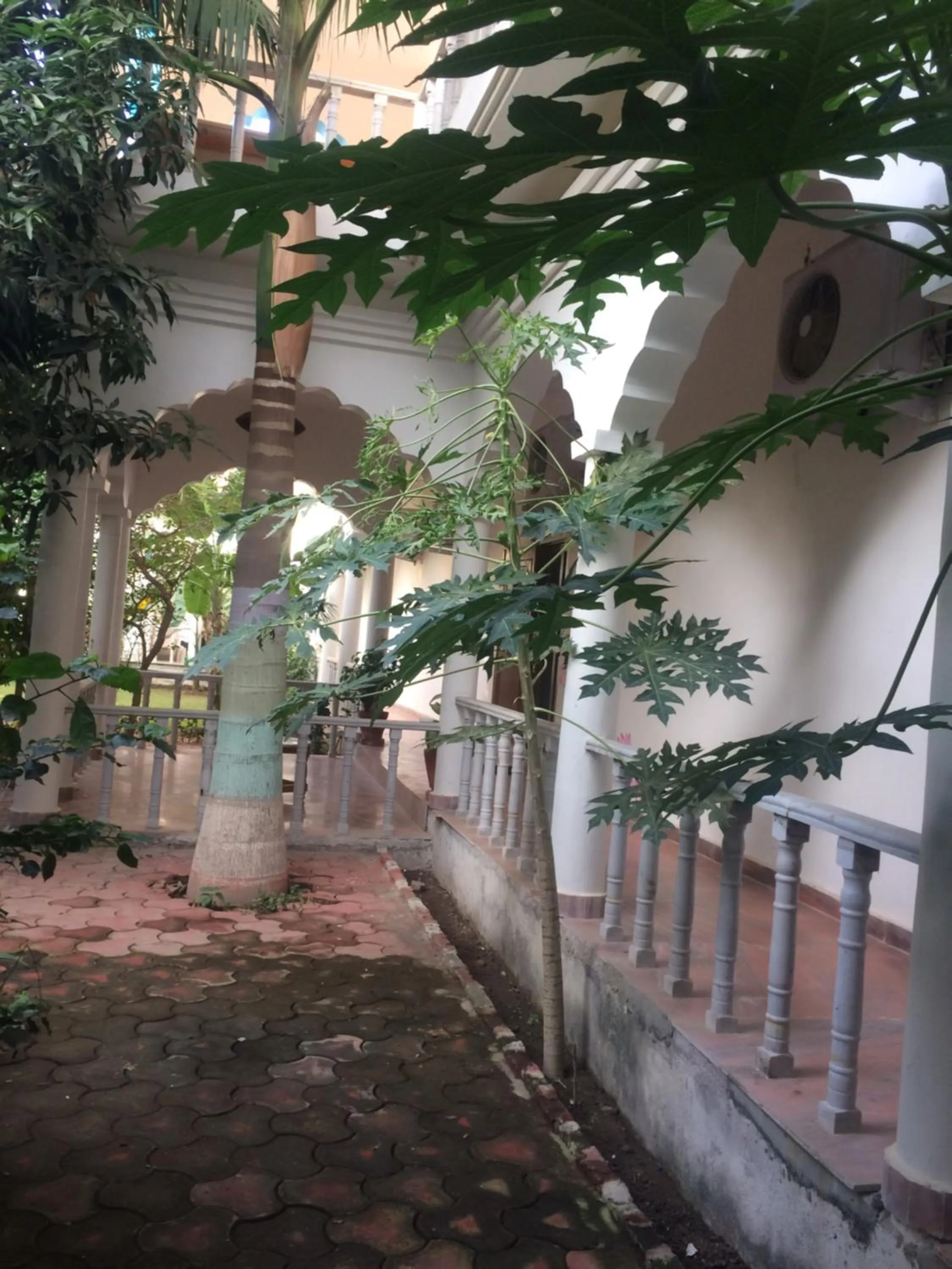 Garden in Hotel isabel Palace
