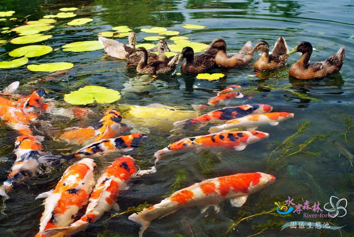 Natural landscape in River Forest Leisure Farm
