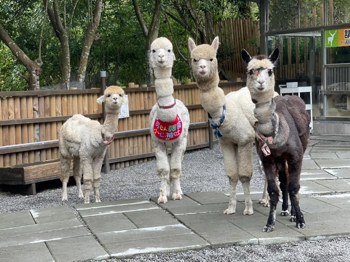 Animals in River Forest Leisure Farm