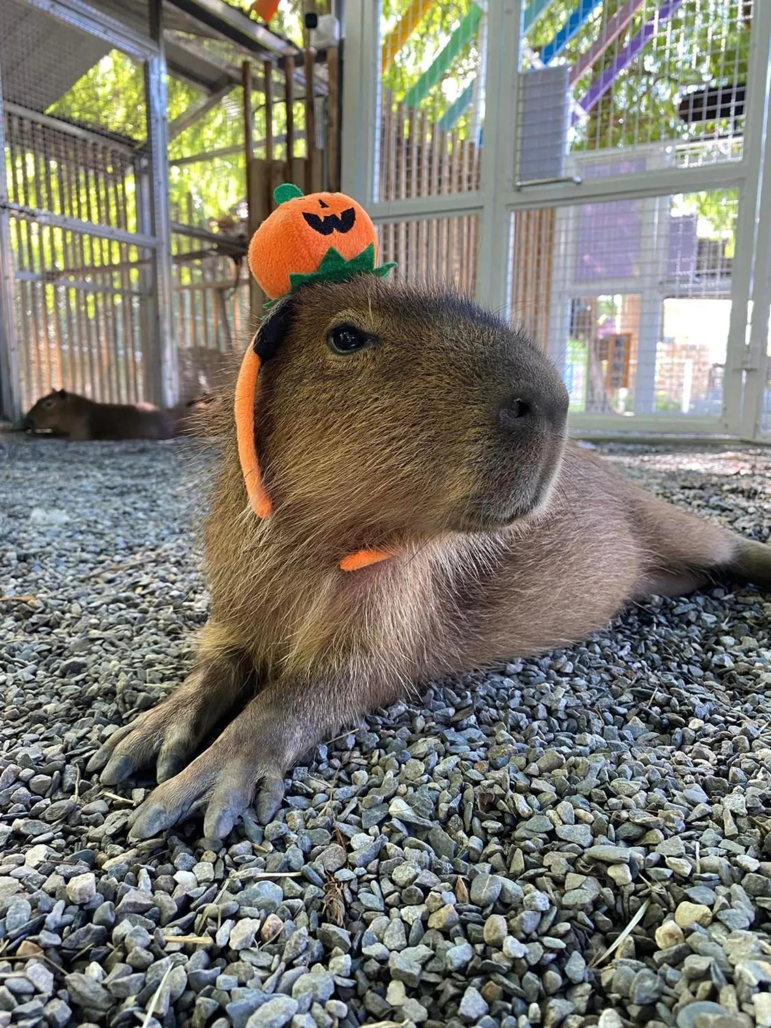 Animals in River Forest Leisure Farm