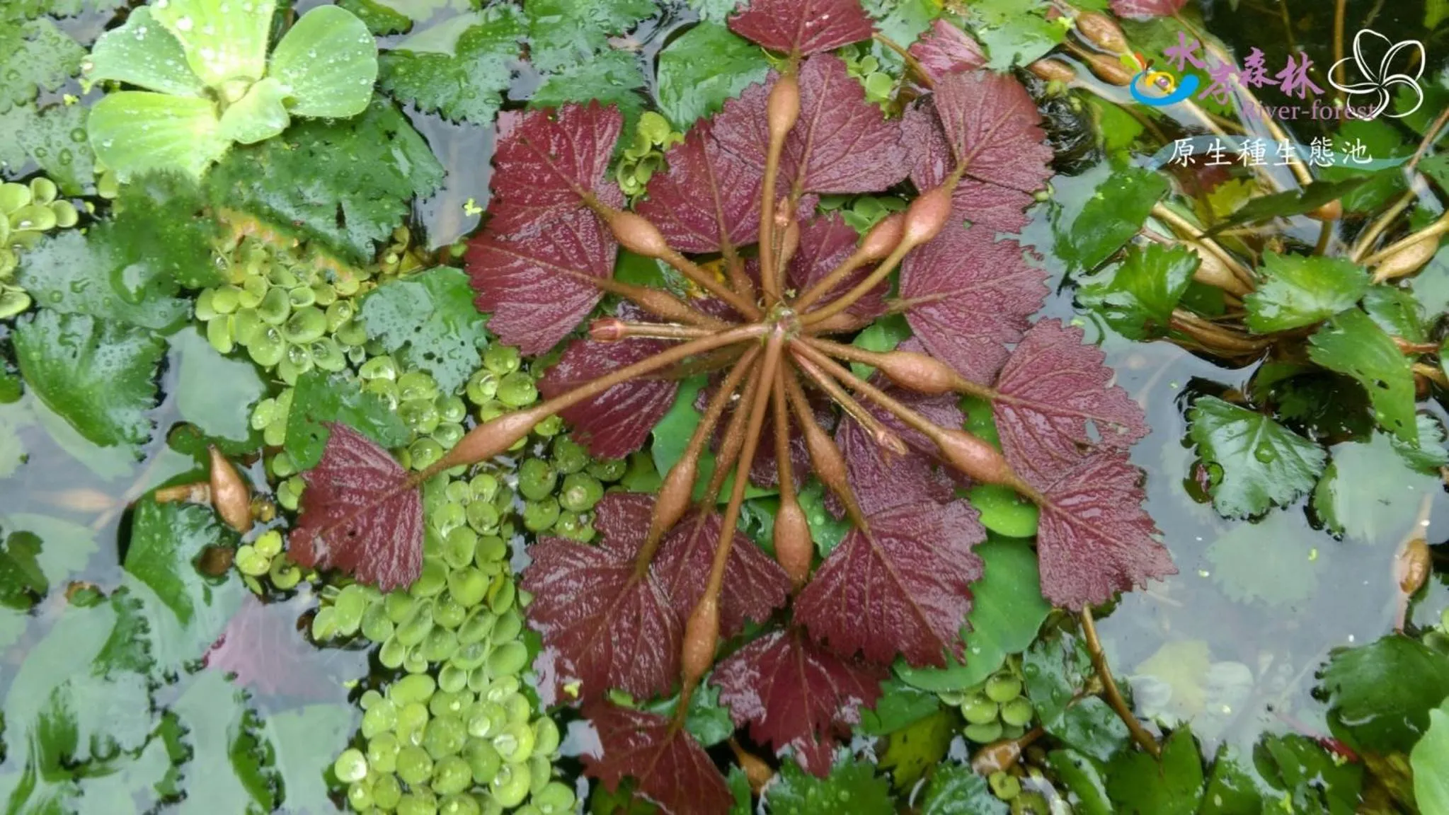 Natural landscape in River Forest Leisure Farm