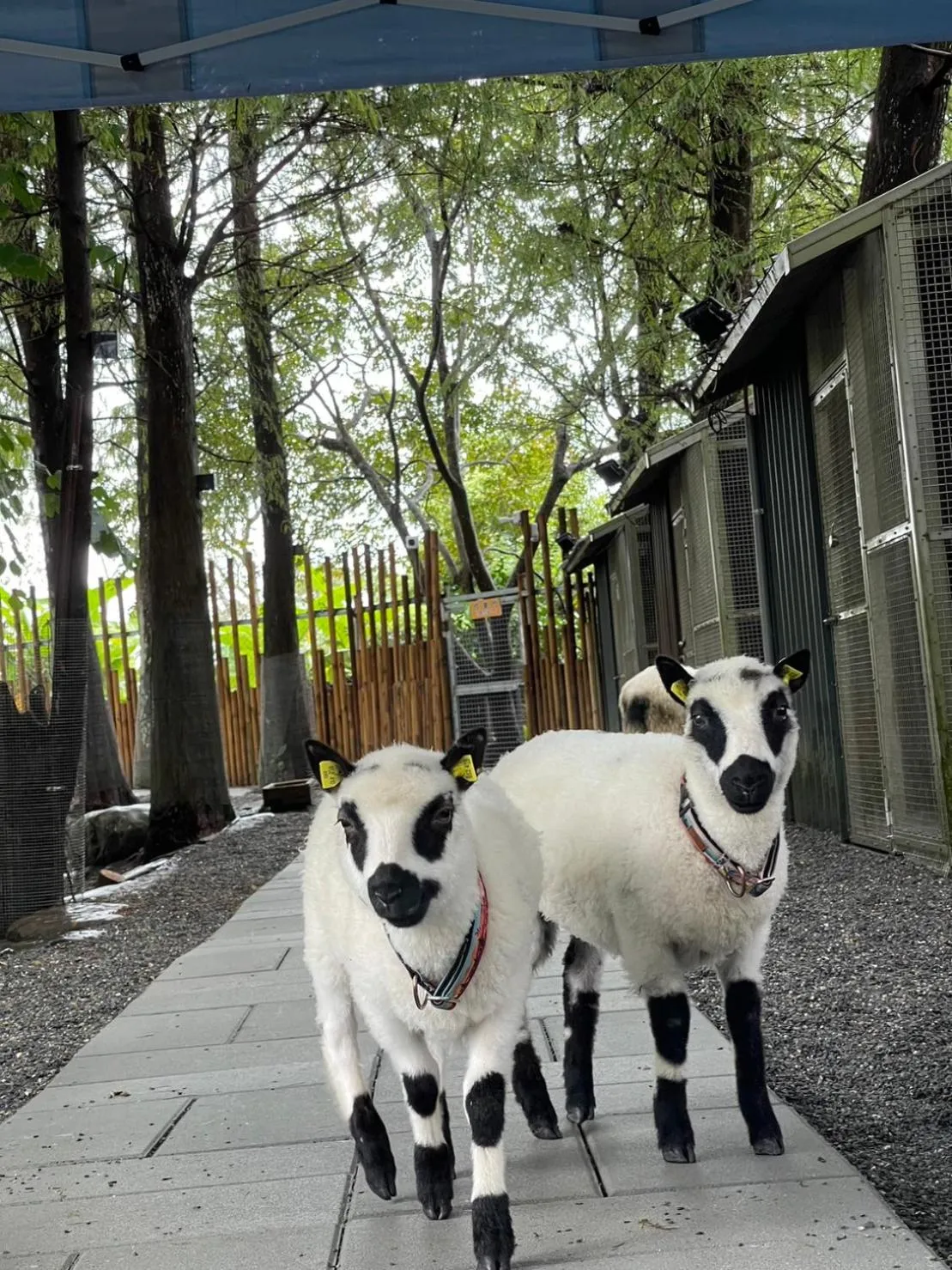 Animals in River Forest Leisure Farm