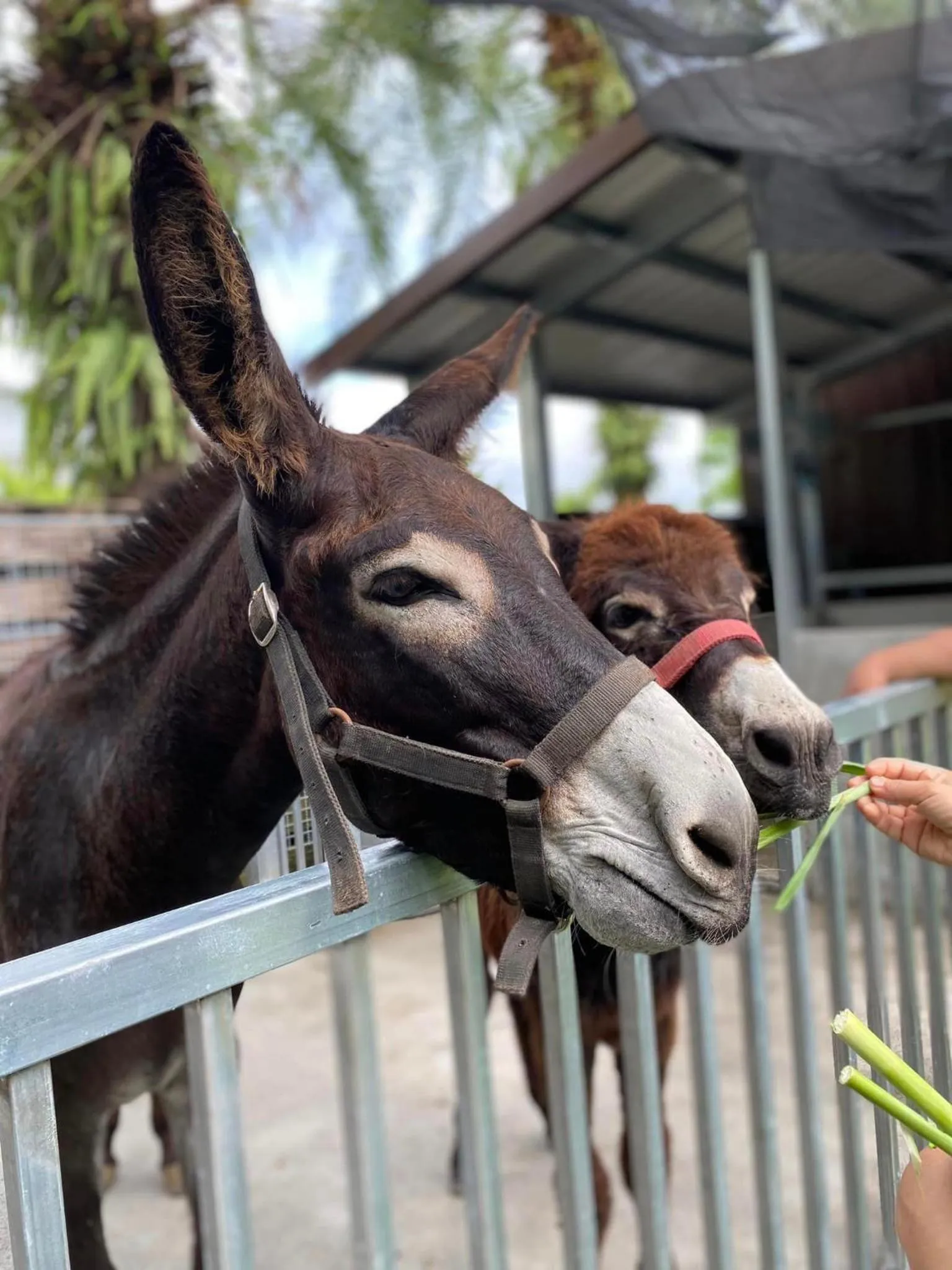 Animals in River Forest Leisure Farm