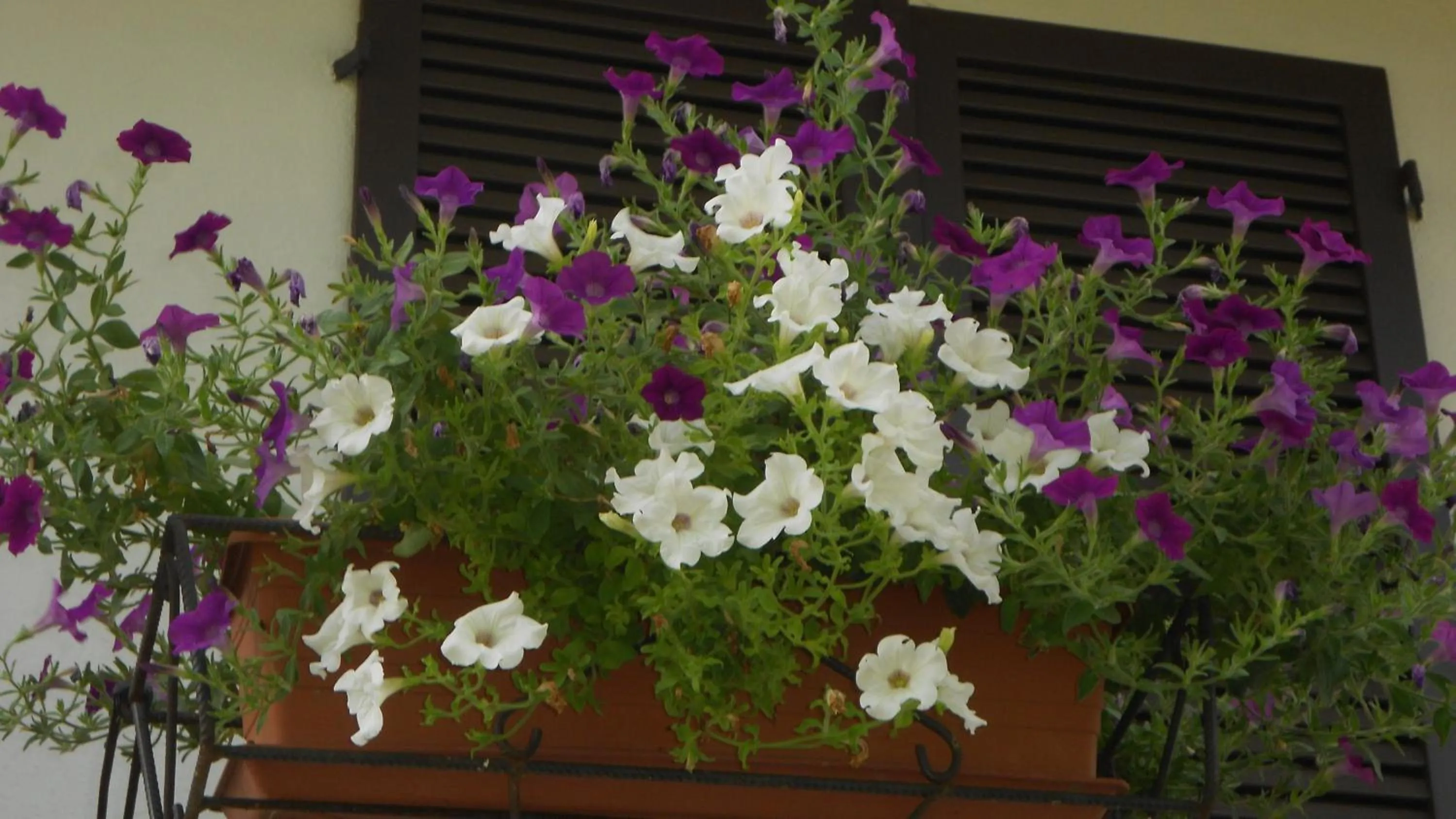 Balcony/Terrace in B&B Come A Casa