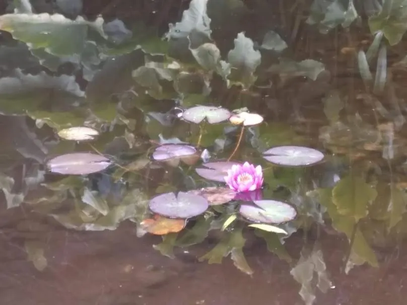 Garden in Awatuna Sunset Lodge