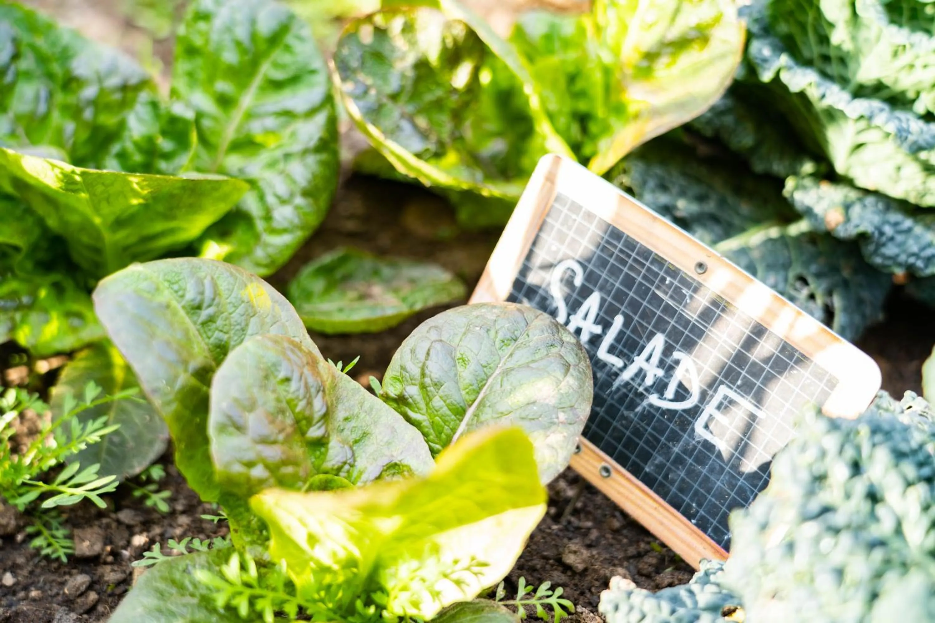 Garden in Sud Hôtel Restaurant
