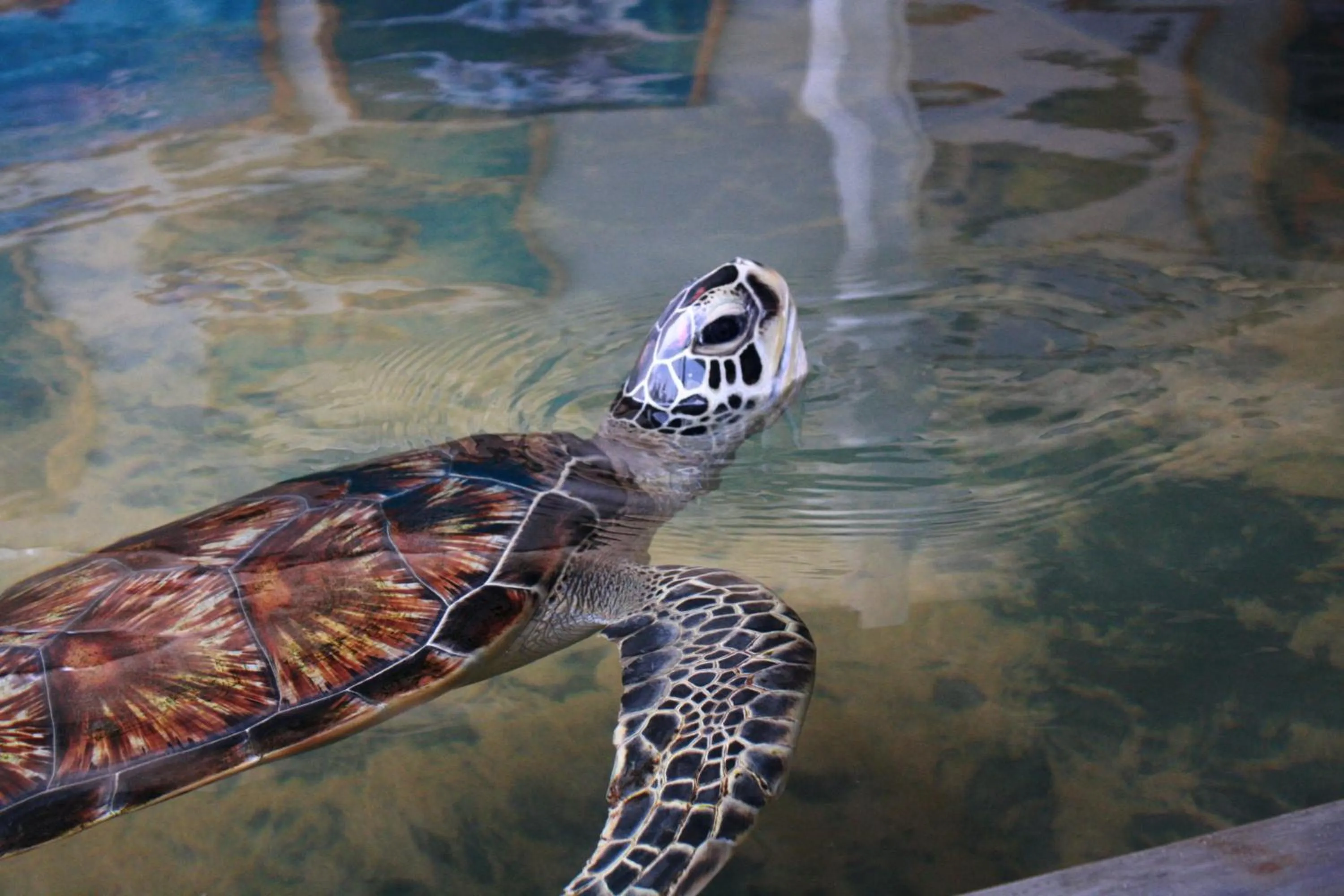 Animals in de MODA Boutique Hotel Galle