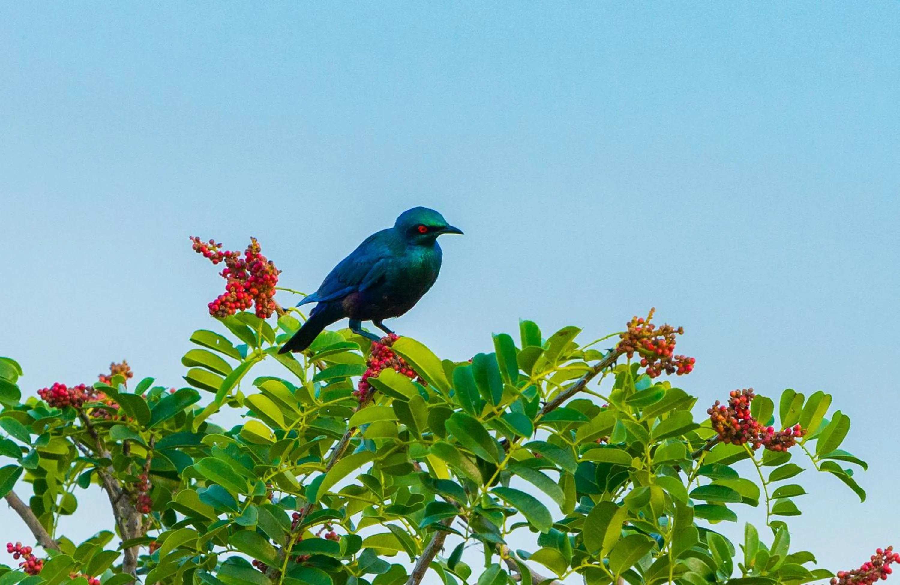 Off site in Tamba Kuruba Eco-lodge