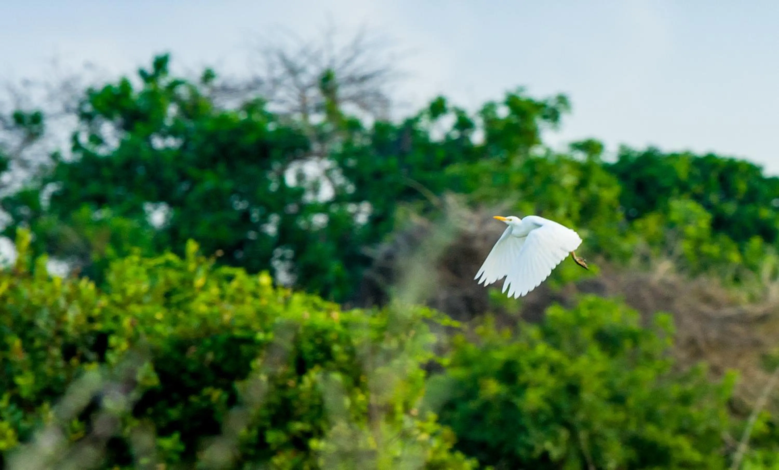Nearby landmark in Tamba Kuruba Eco-lodge