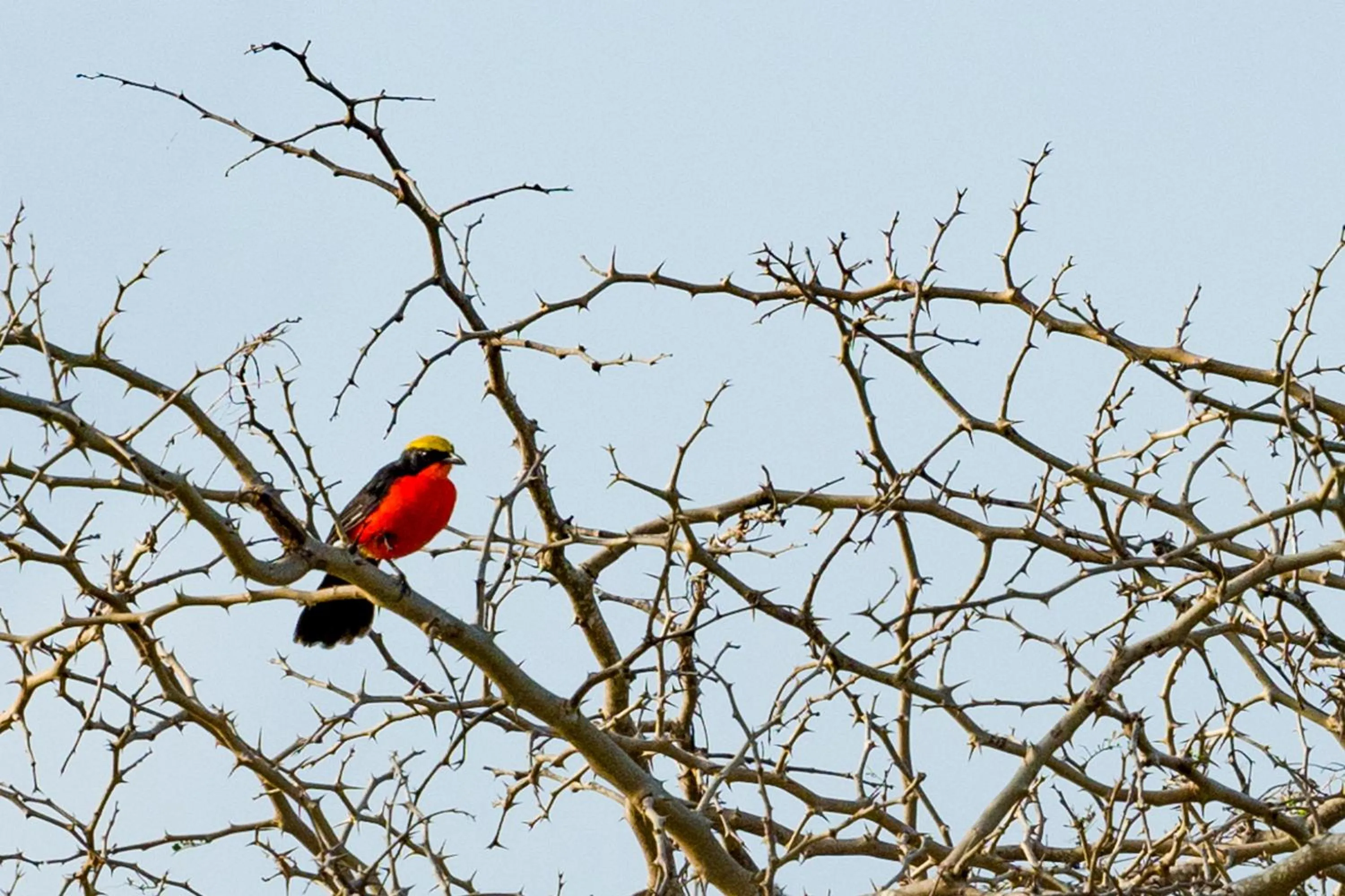 Off site in Tamba Kuruba Eco-lodge