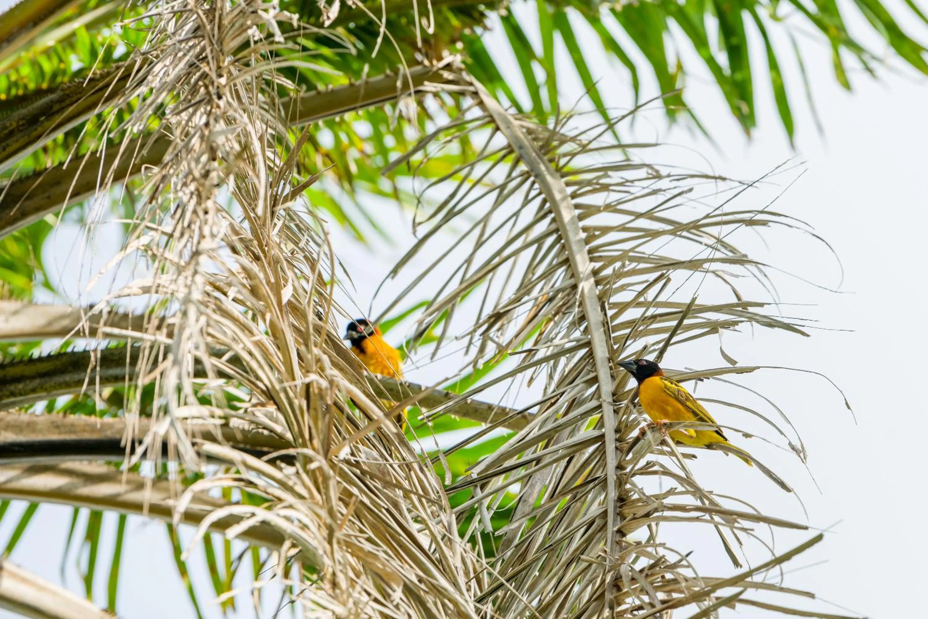 Off site in Tamba Kuruba Eco-lodge