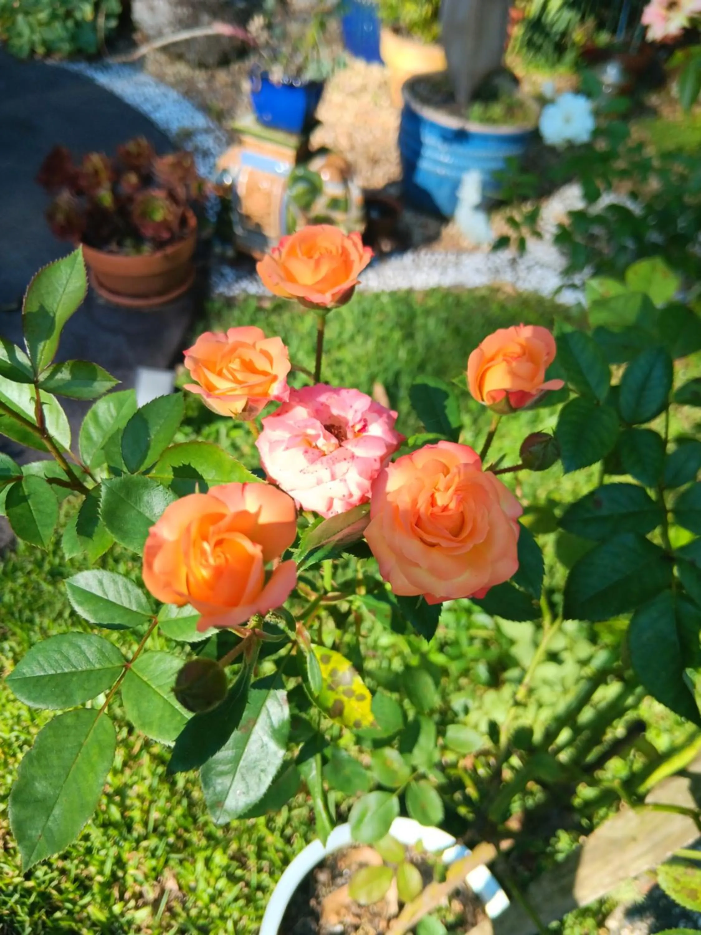 Mapleton Peaceful Provence BnB
