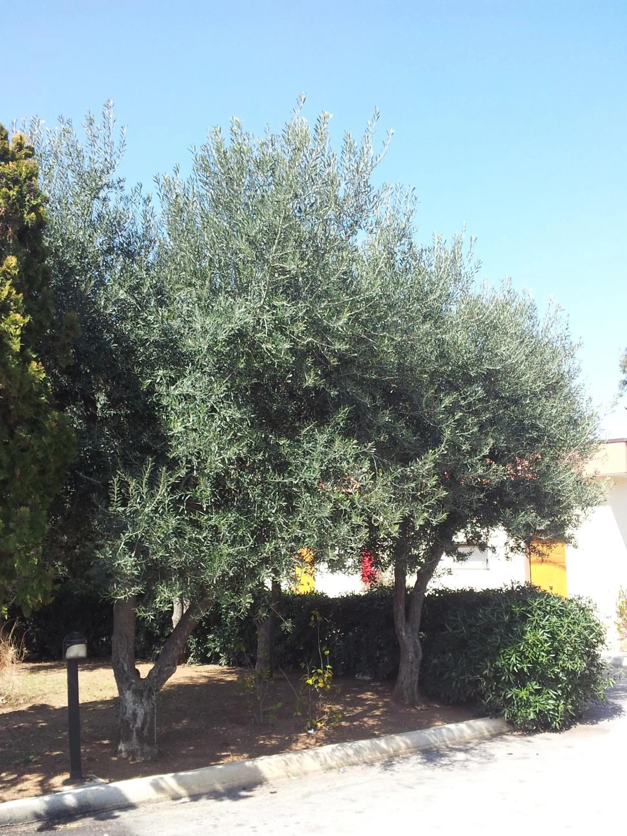 Garden in Hotel Giardino