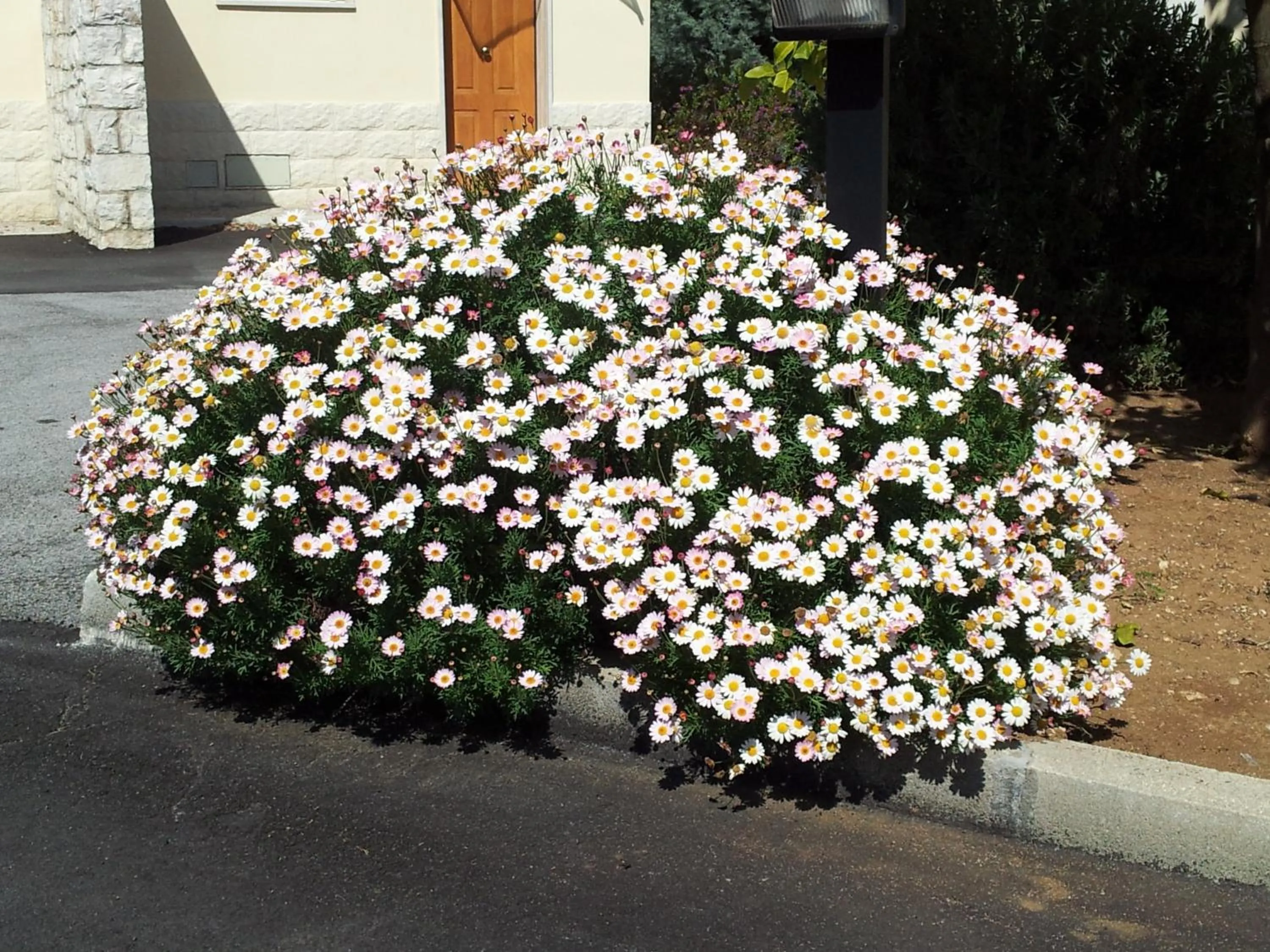 Garden in Hotel Giardino