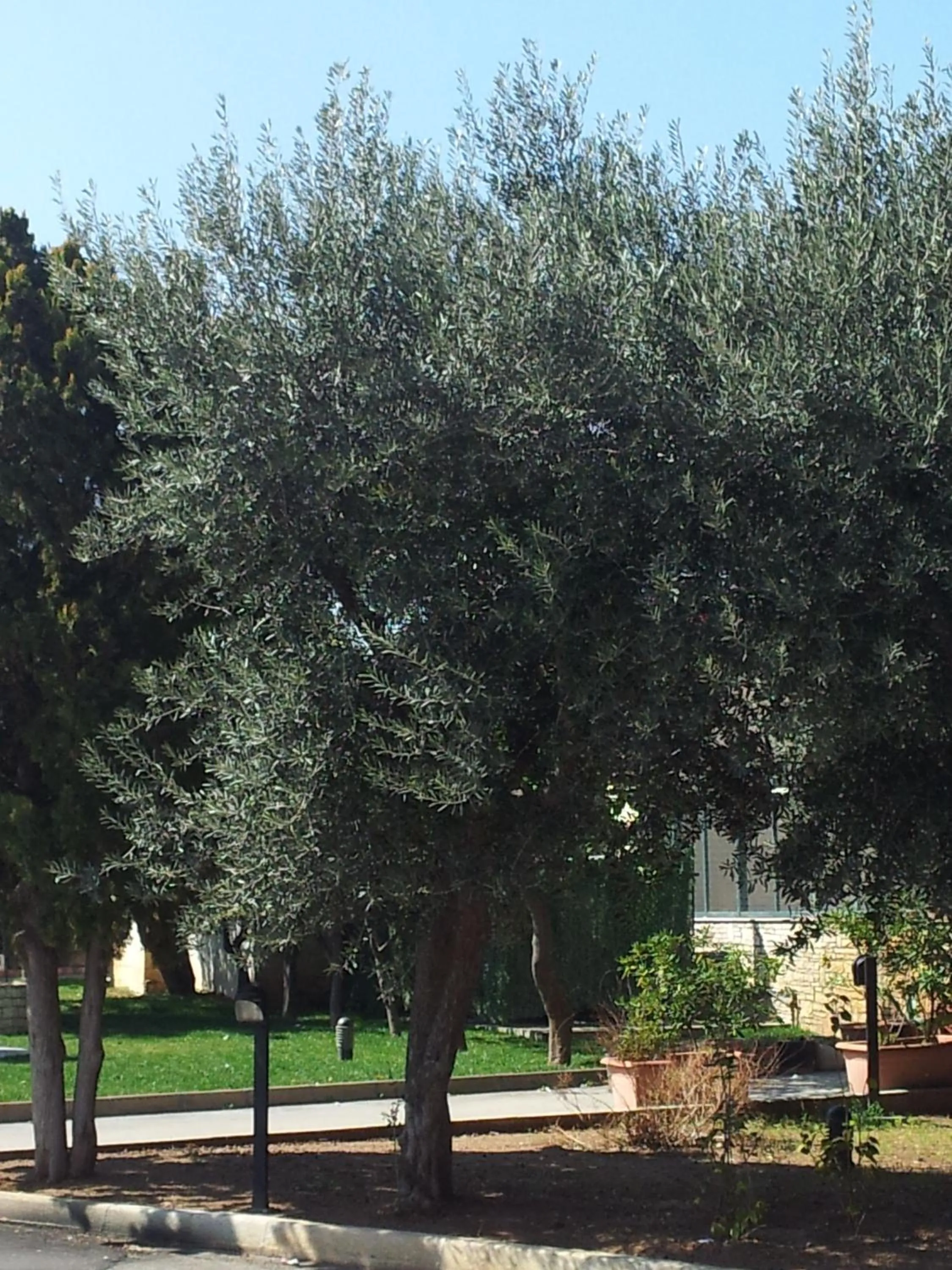 Garden in Hotel Giardino