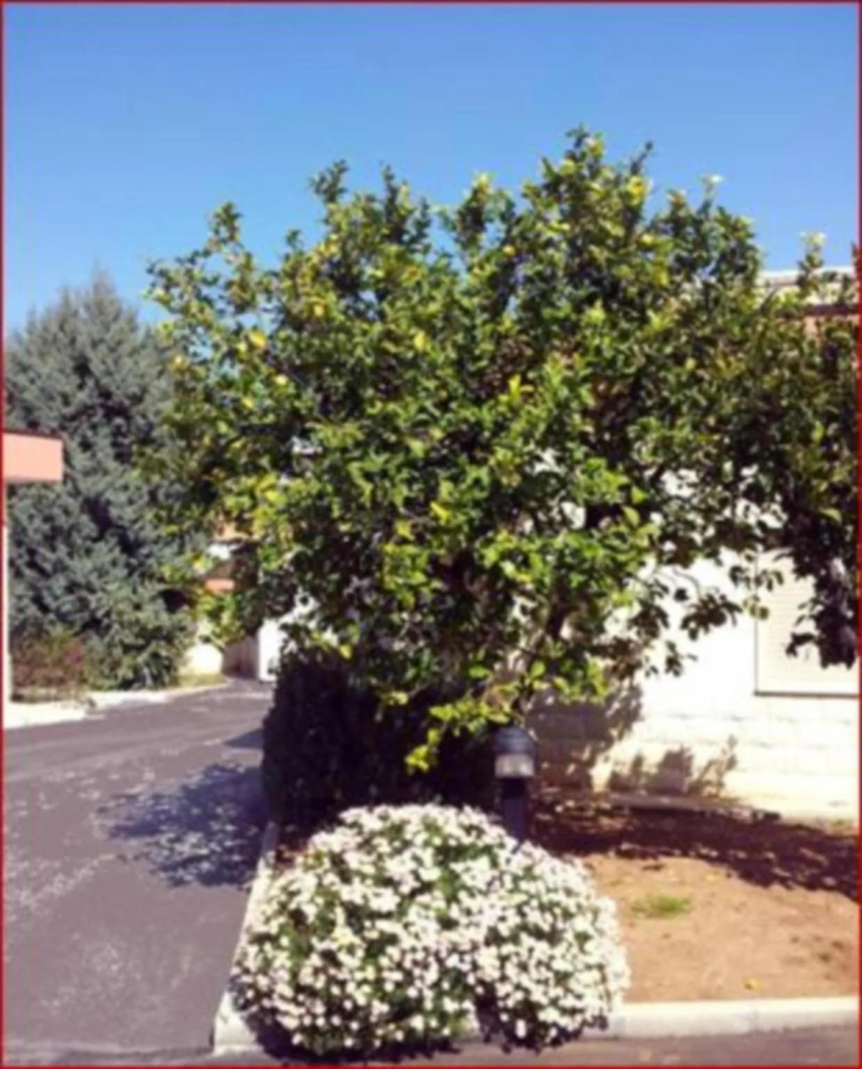 Garden in Hotel Giardino