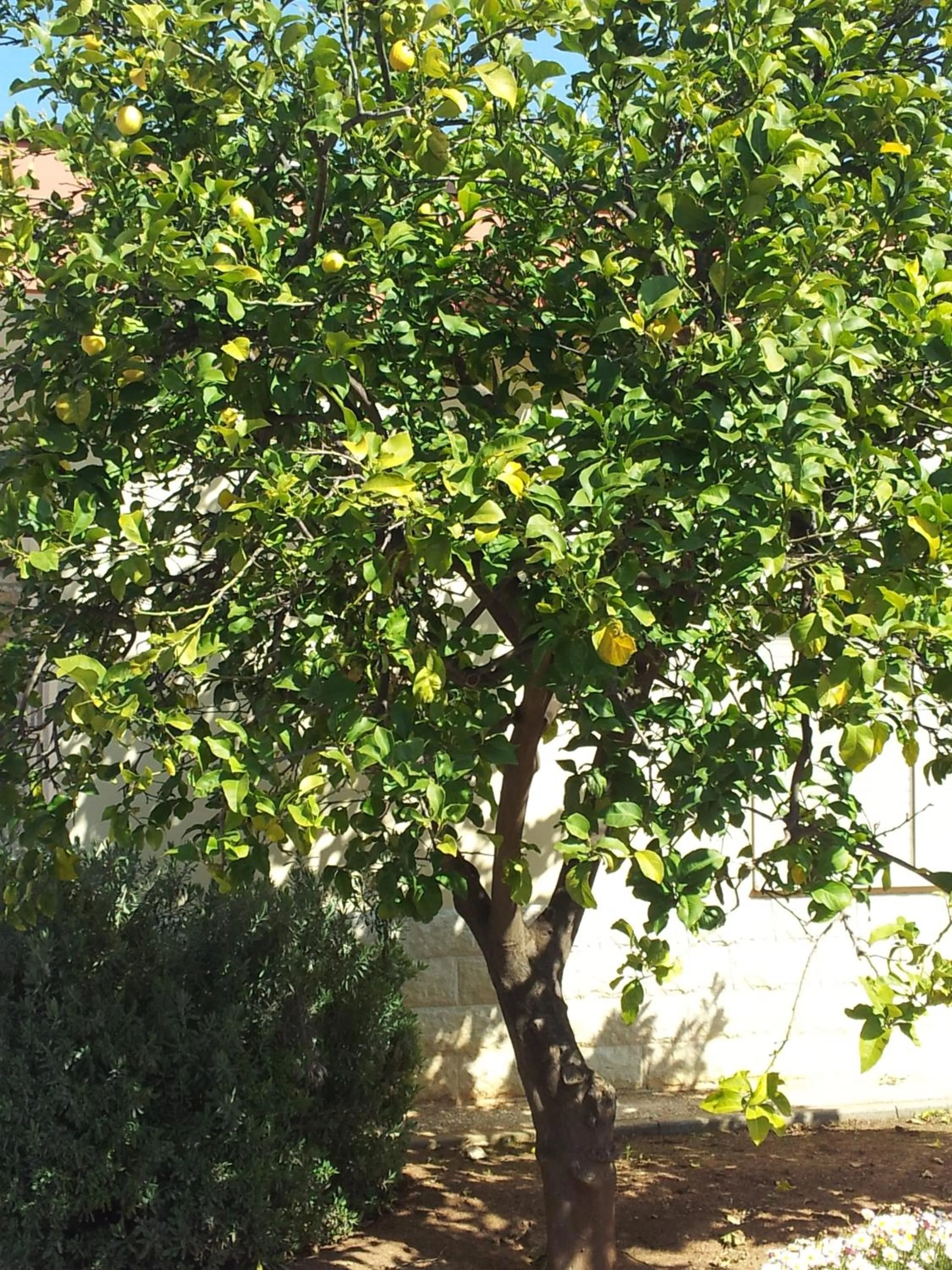 Garden in Hotel Giardino