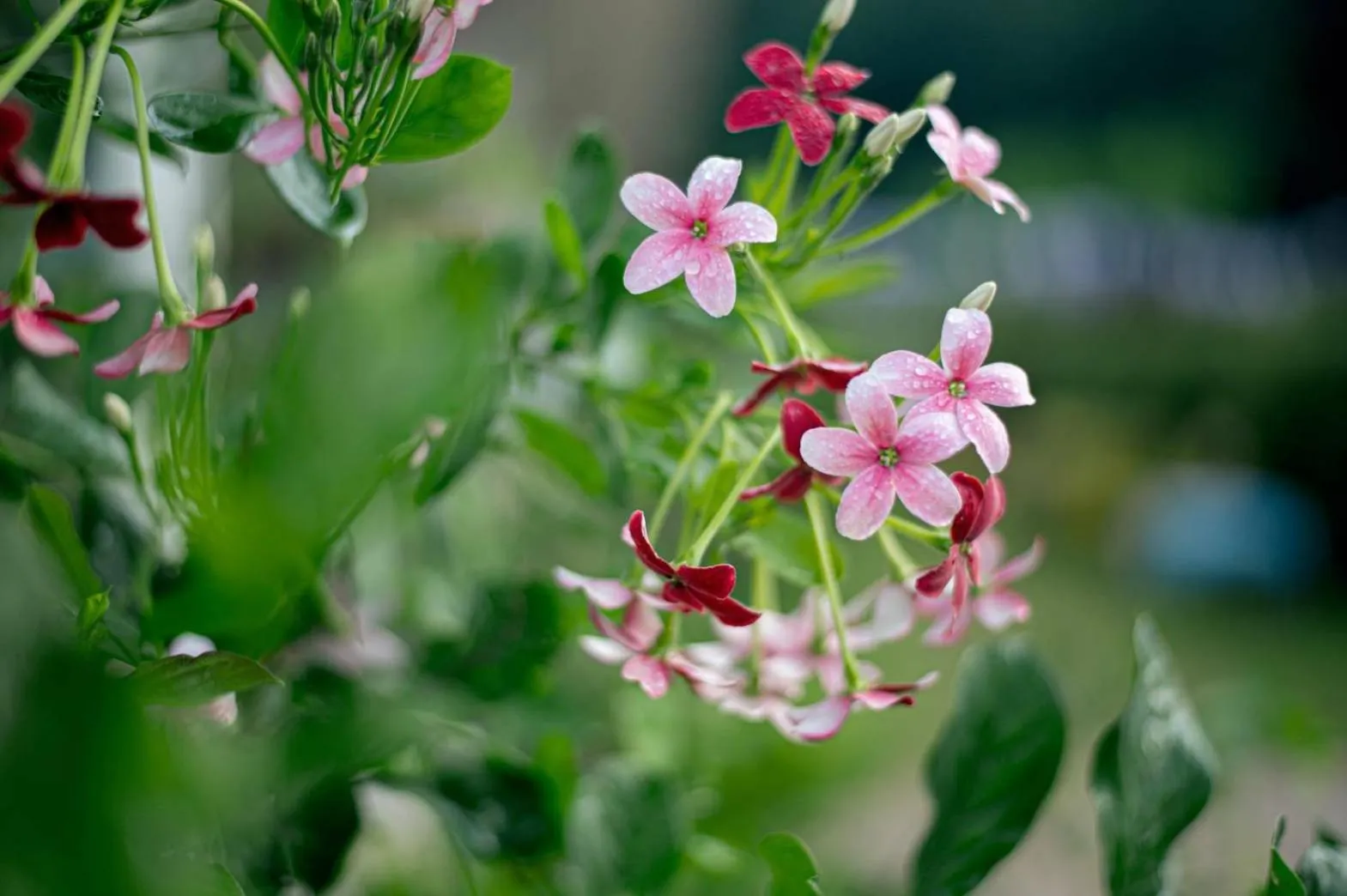 Natural landscape in CoZyHouseChiangrai