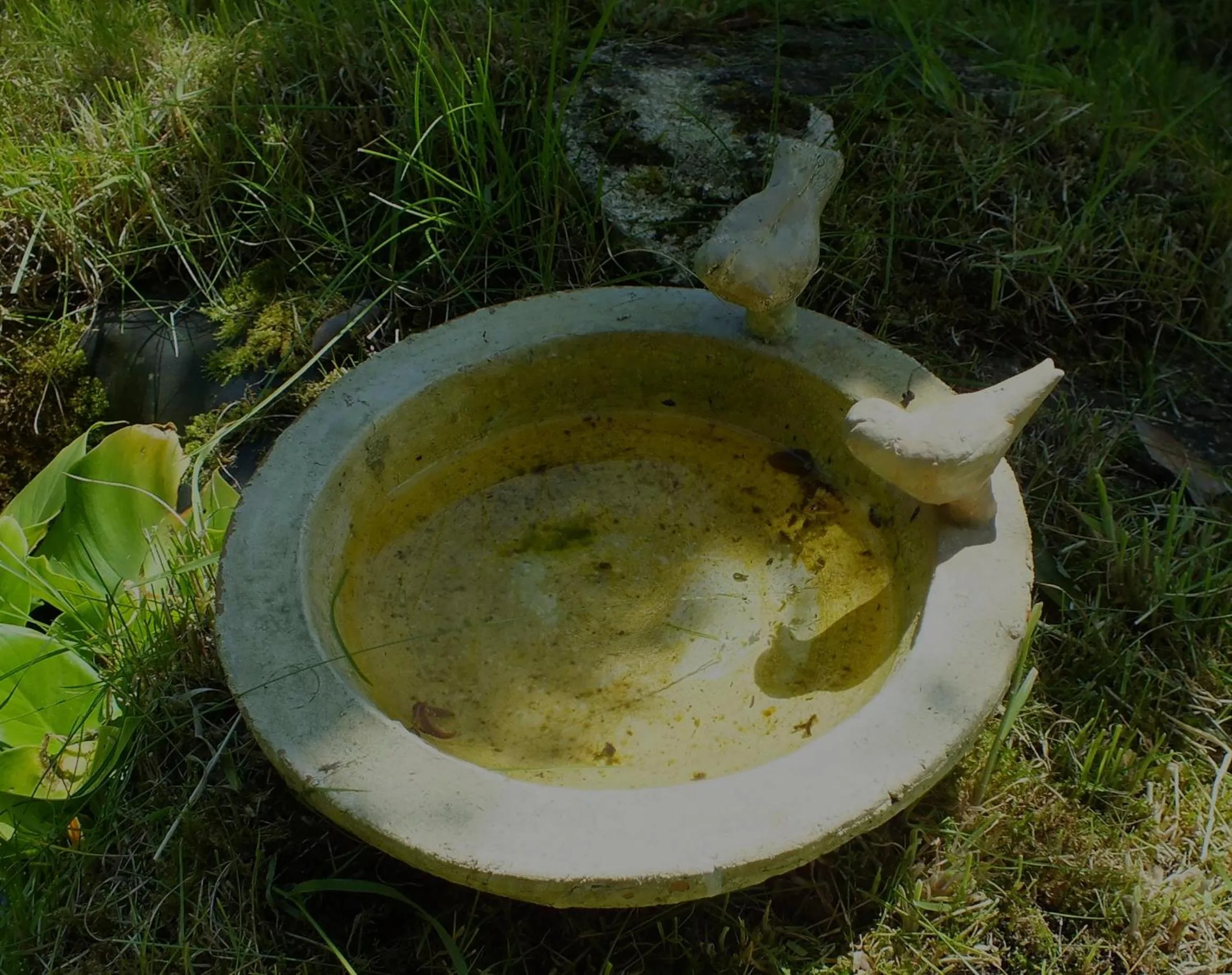 Garden in Herb Cottage