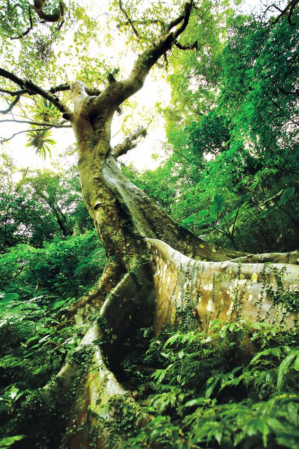 Natural landscape in Great Roots Forestry Spa Resort