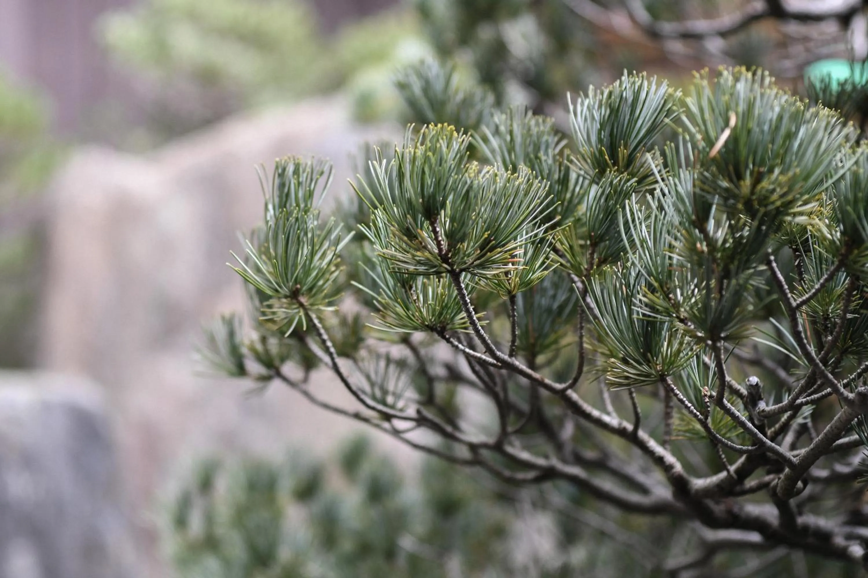 Garden in THE HIRAMATSU KYOTO