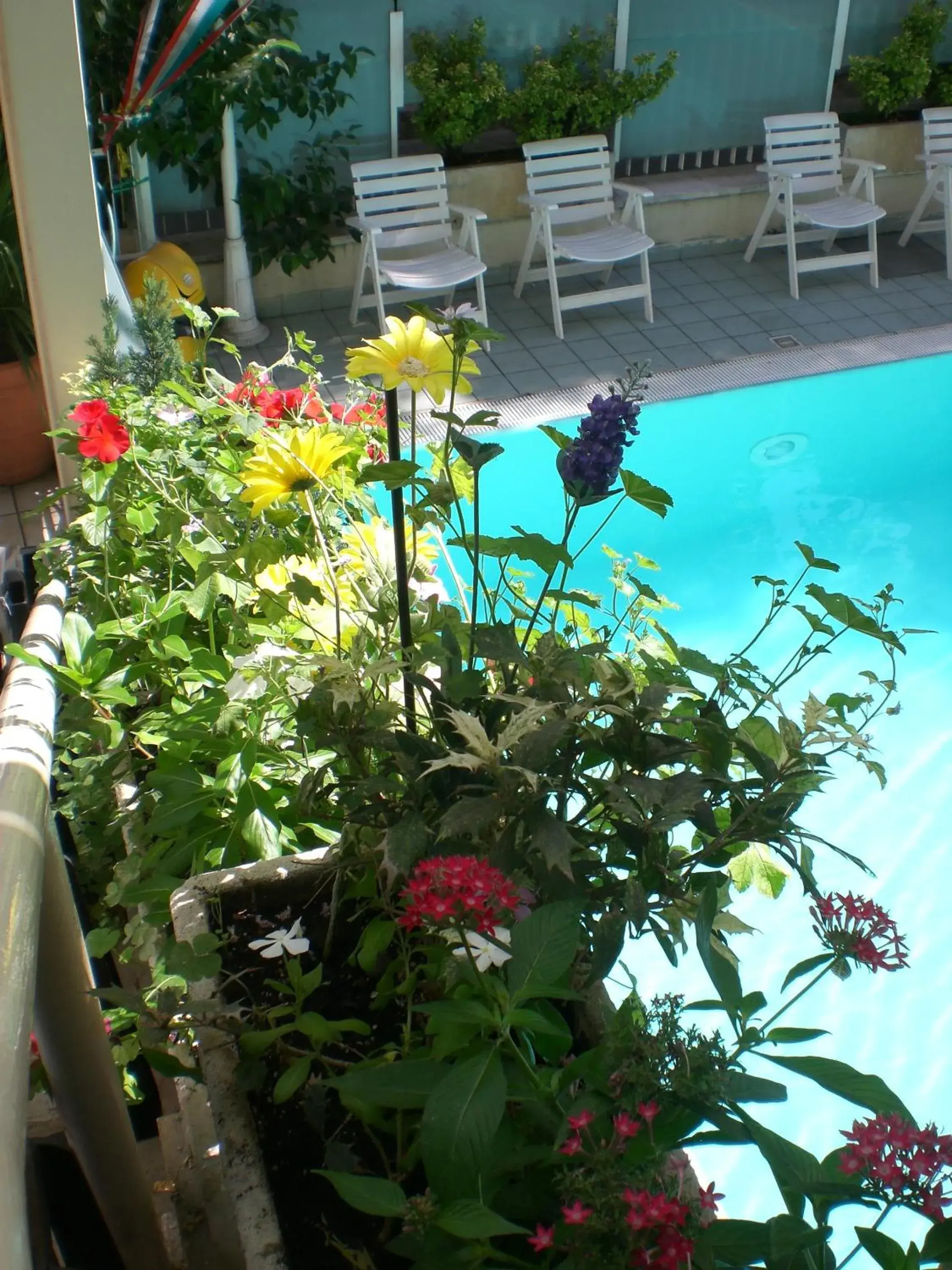 Pool View in Hotel Arno Rimini