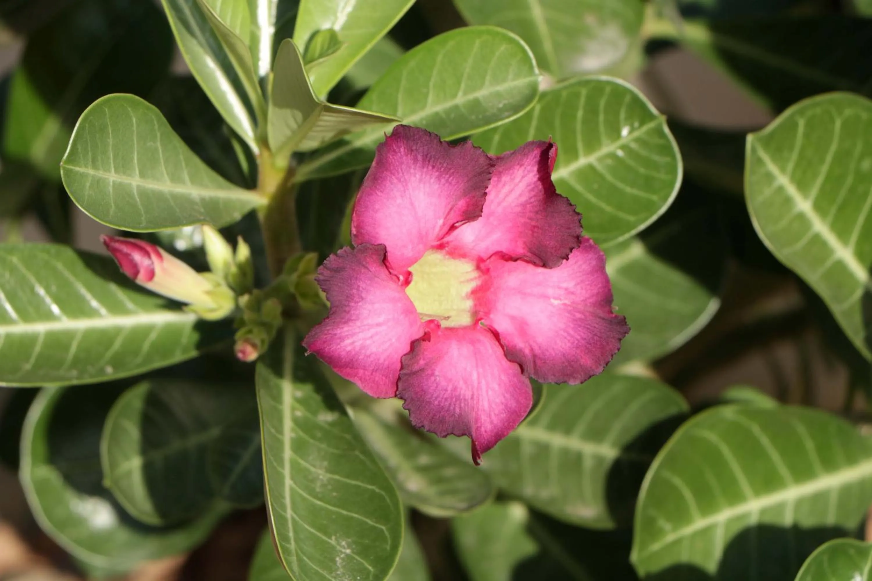 Spring in Pousada Gauleses