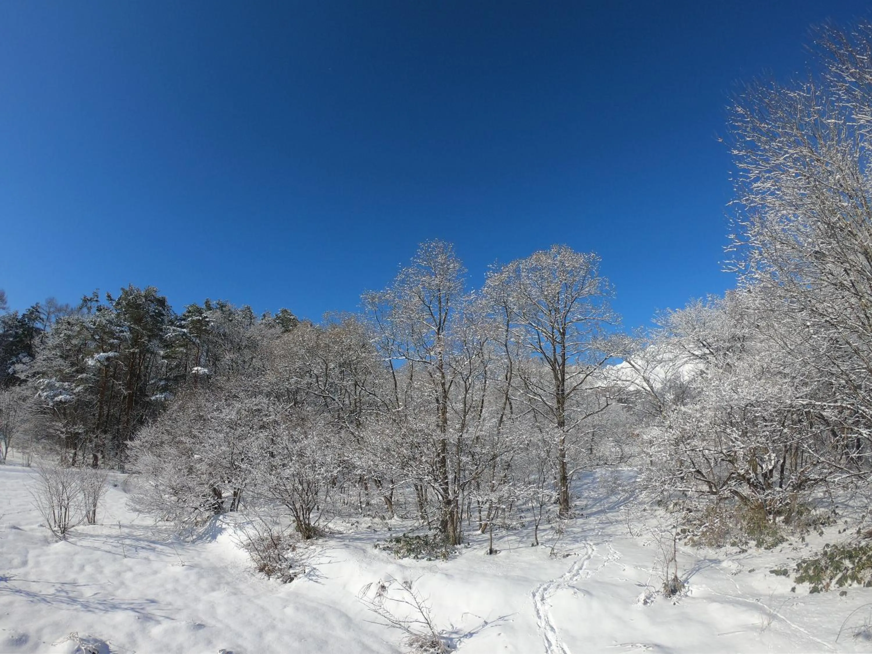 Garden view in Hakuba Hokujo