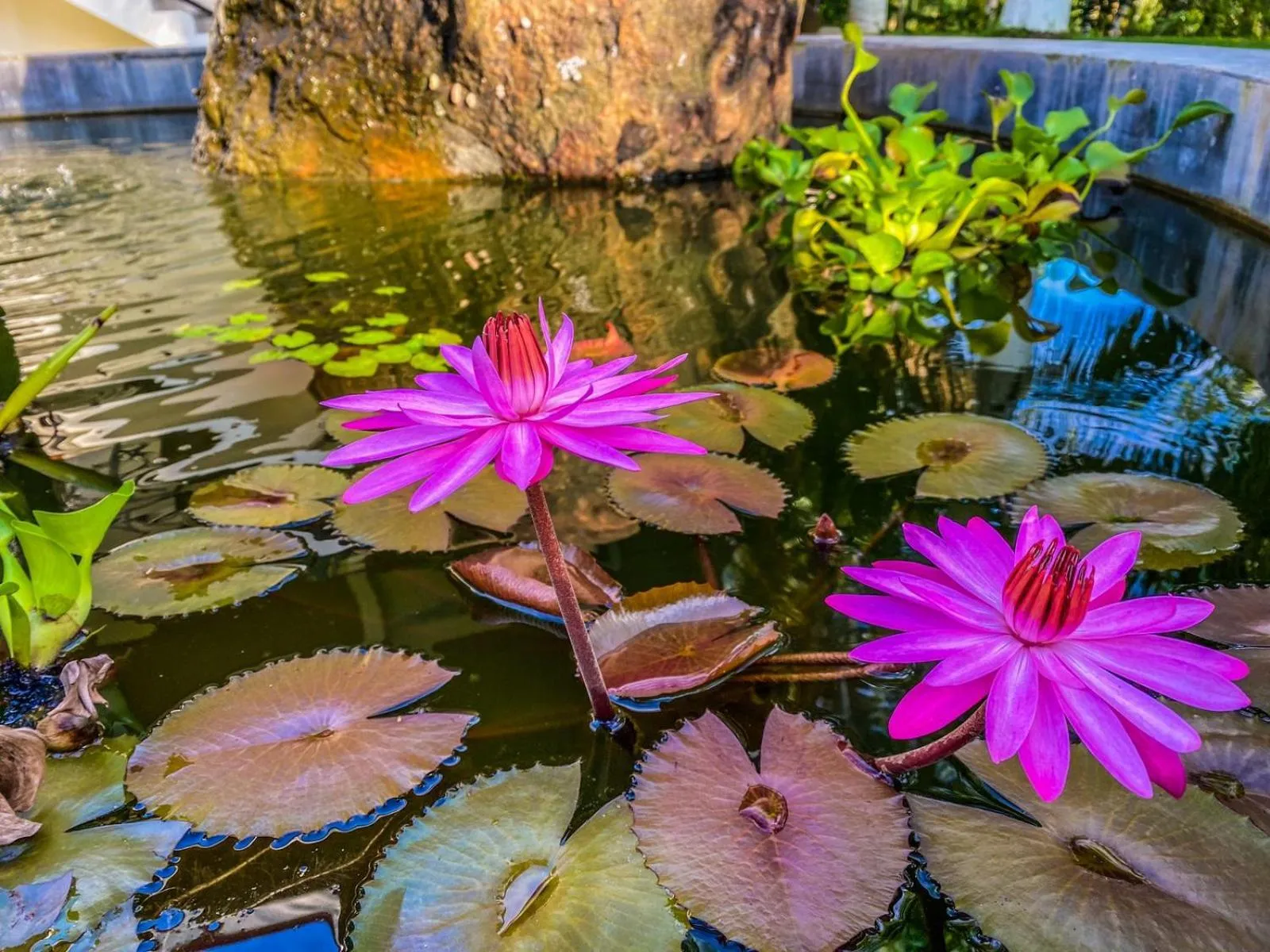 Garden in Lapazul Boutique Hotel