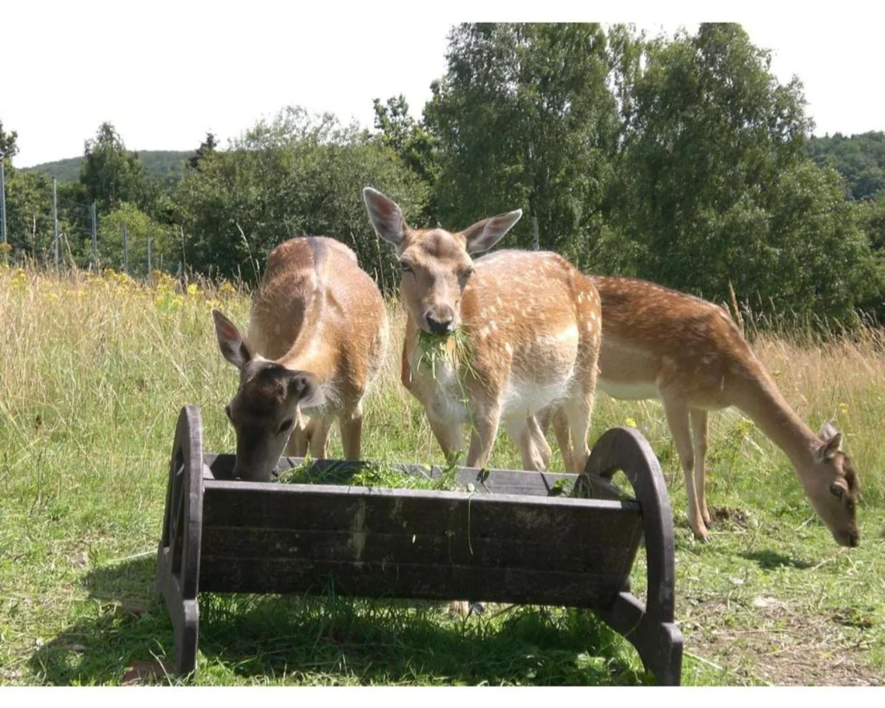 Animals in Panorama Ferien Hotel Harz
